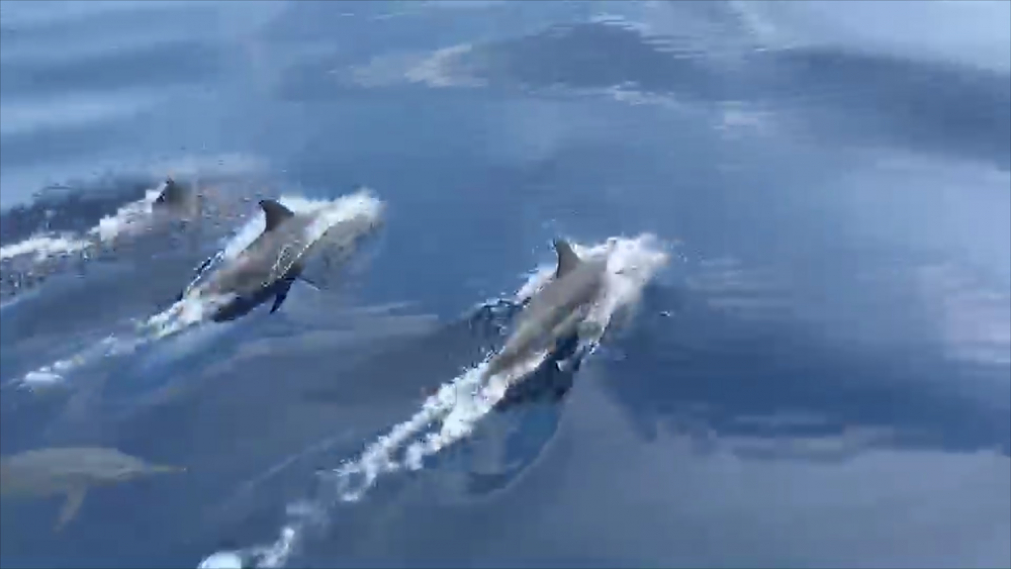 Dolphins seen playing near Similans