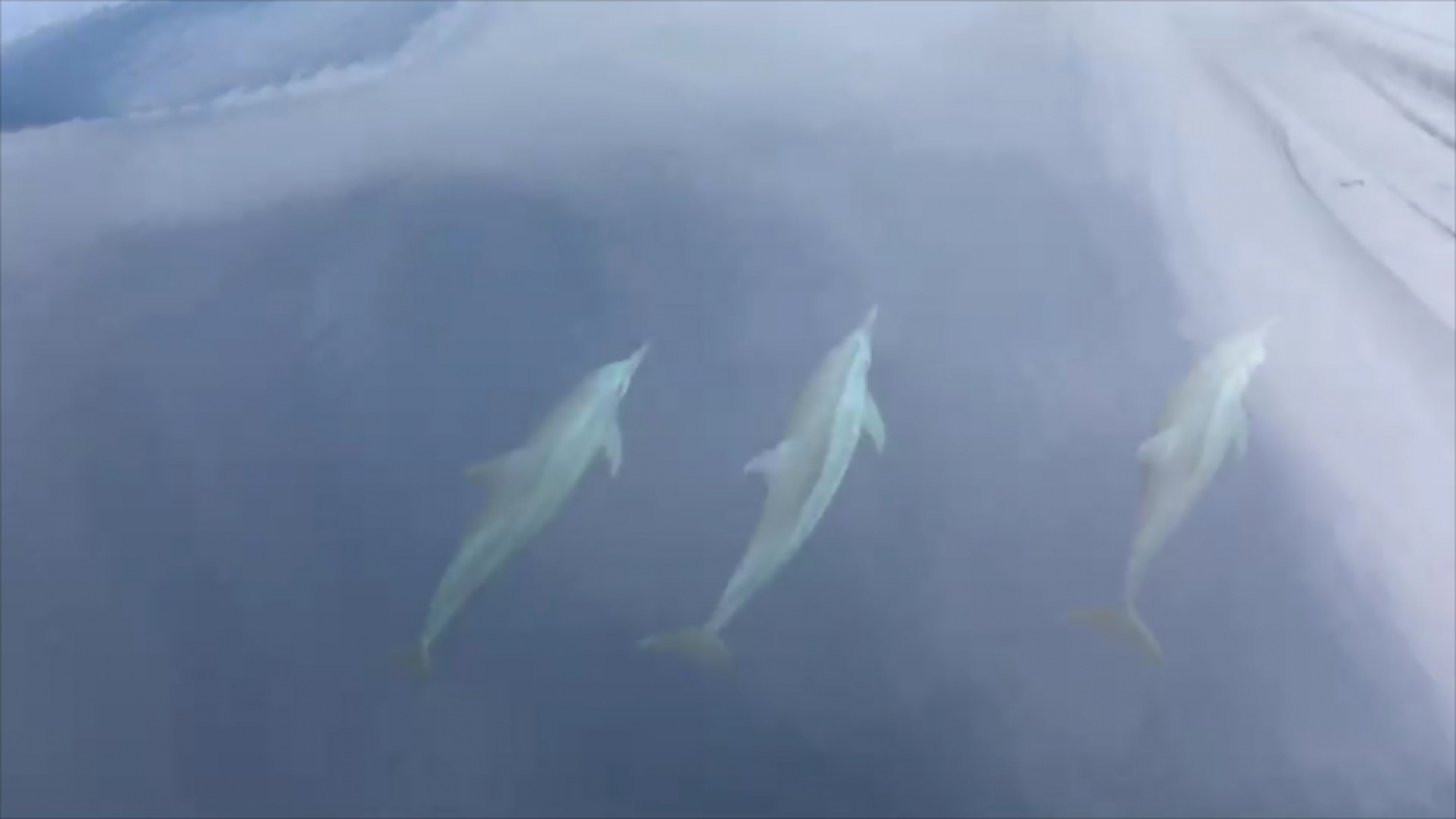 Dolphins seen playing near Similans