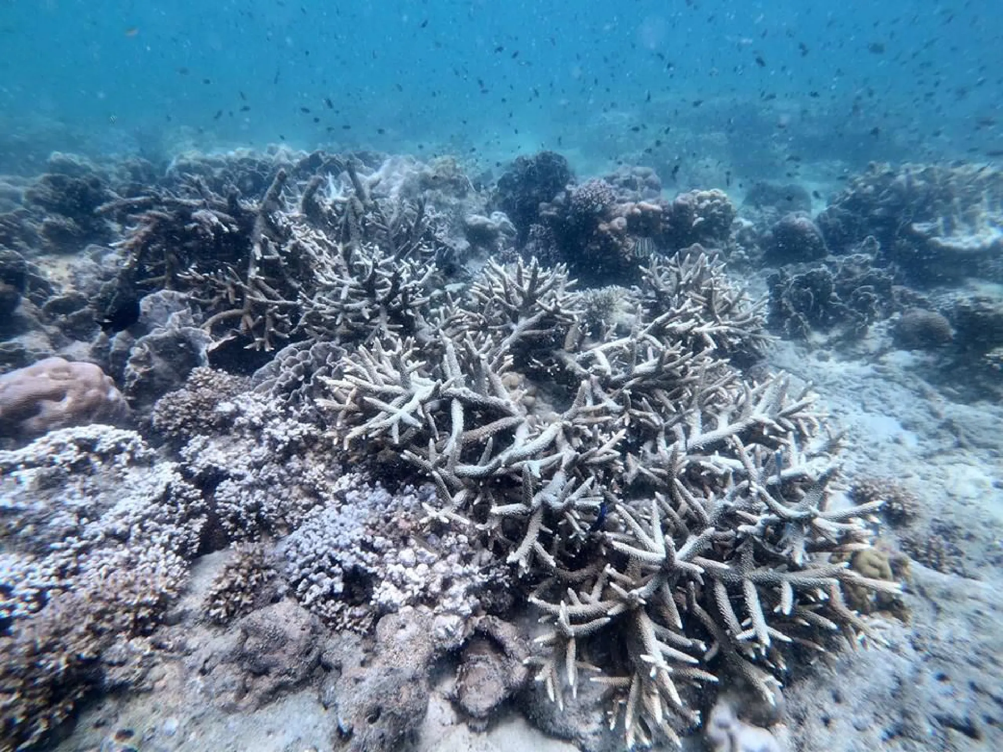 Trang coral extensively damaged after tourist influx over Songkran