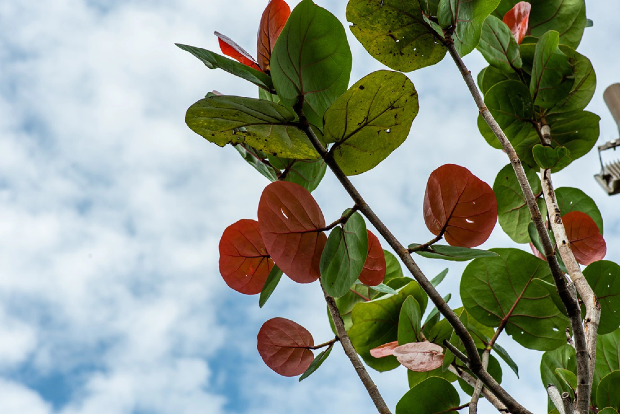 Forgotten foliage