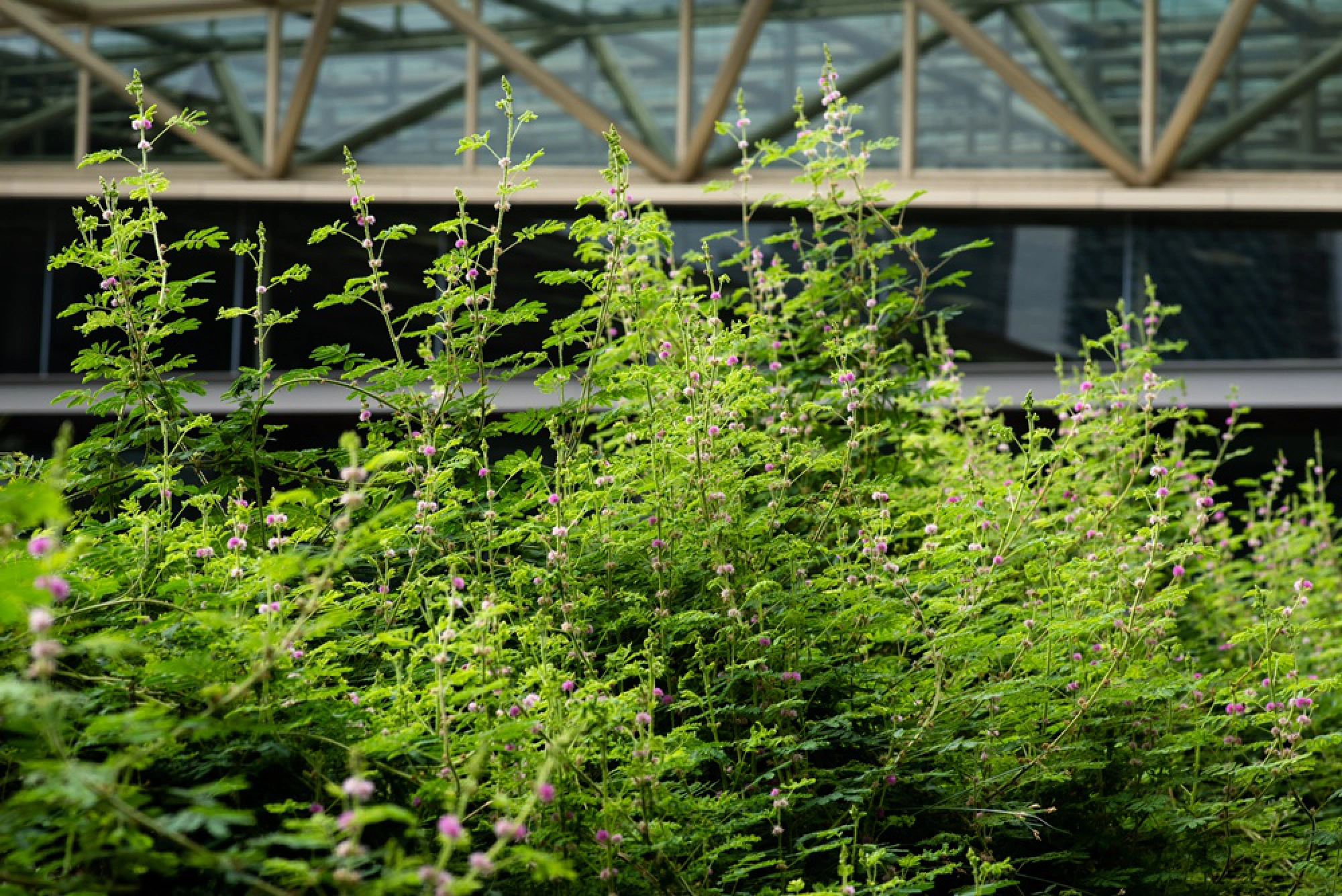 Forgotten foliage