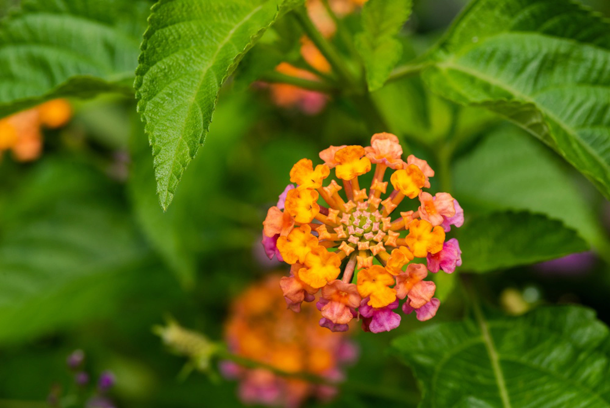Forgotten foliage