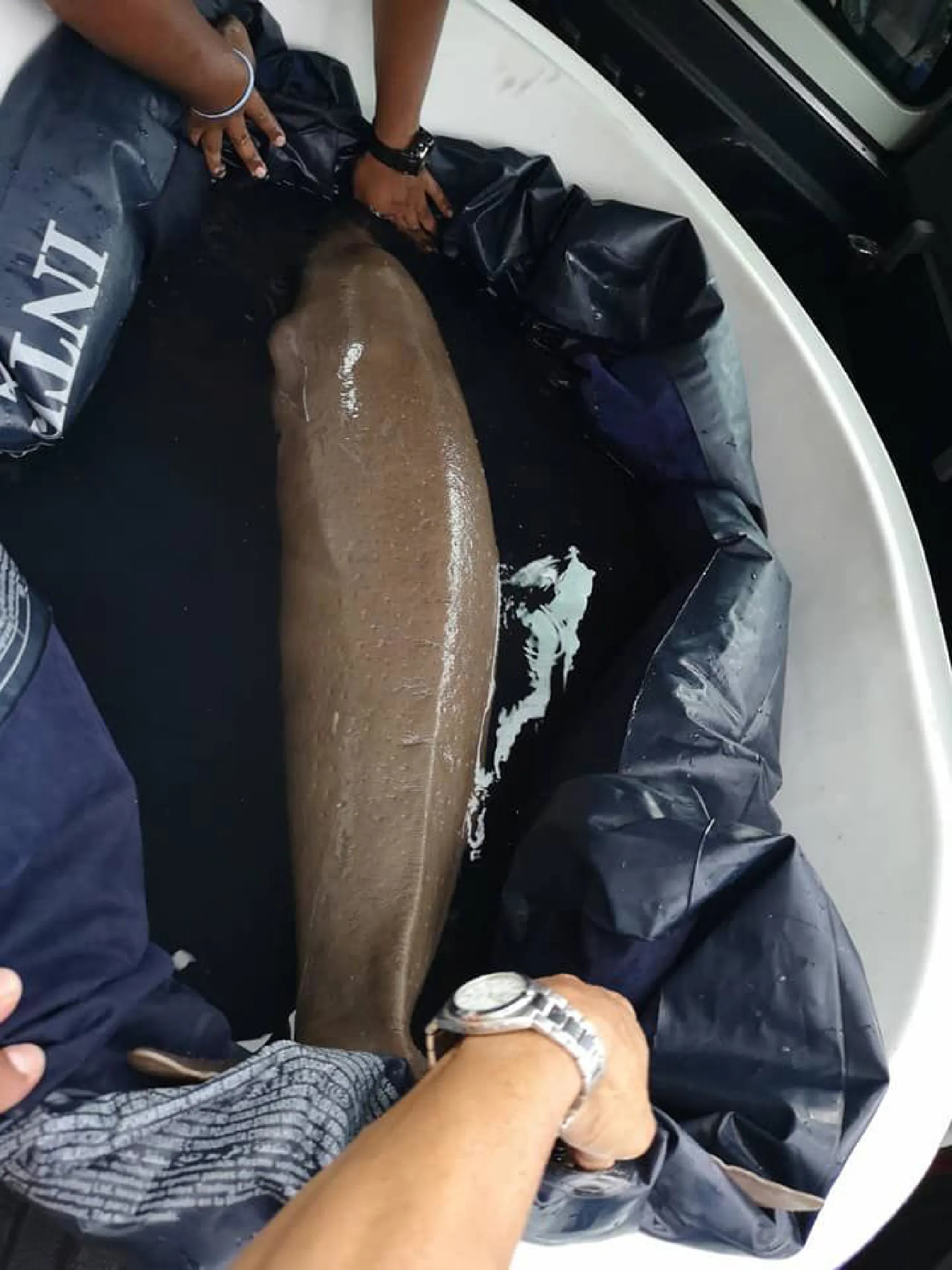 Young dugong rescued in Krabi,  taken back to Trang home waters