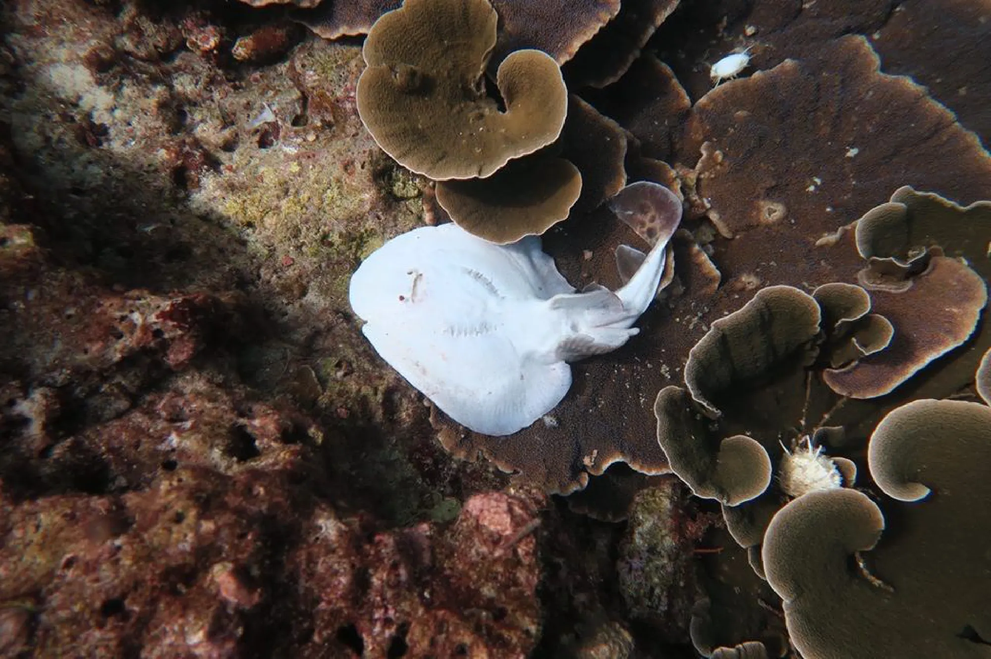 Conservationists call for the protection of guitarfish and electric rays