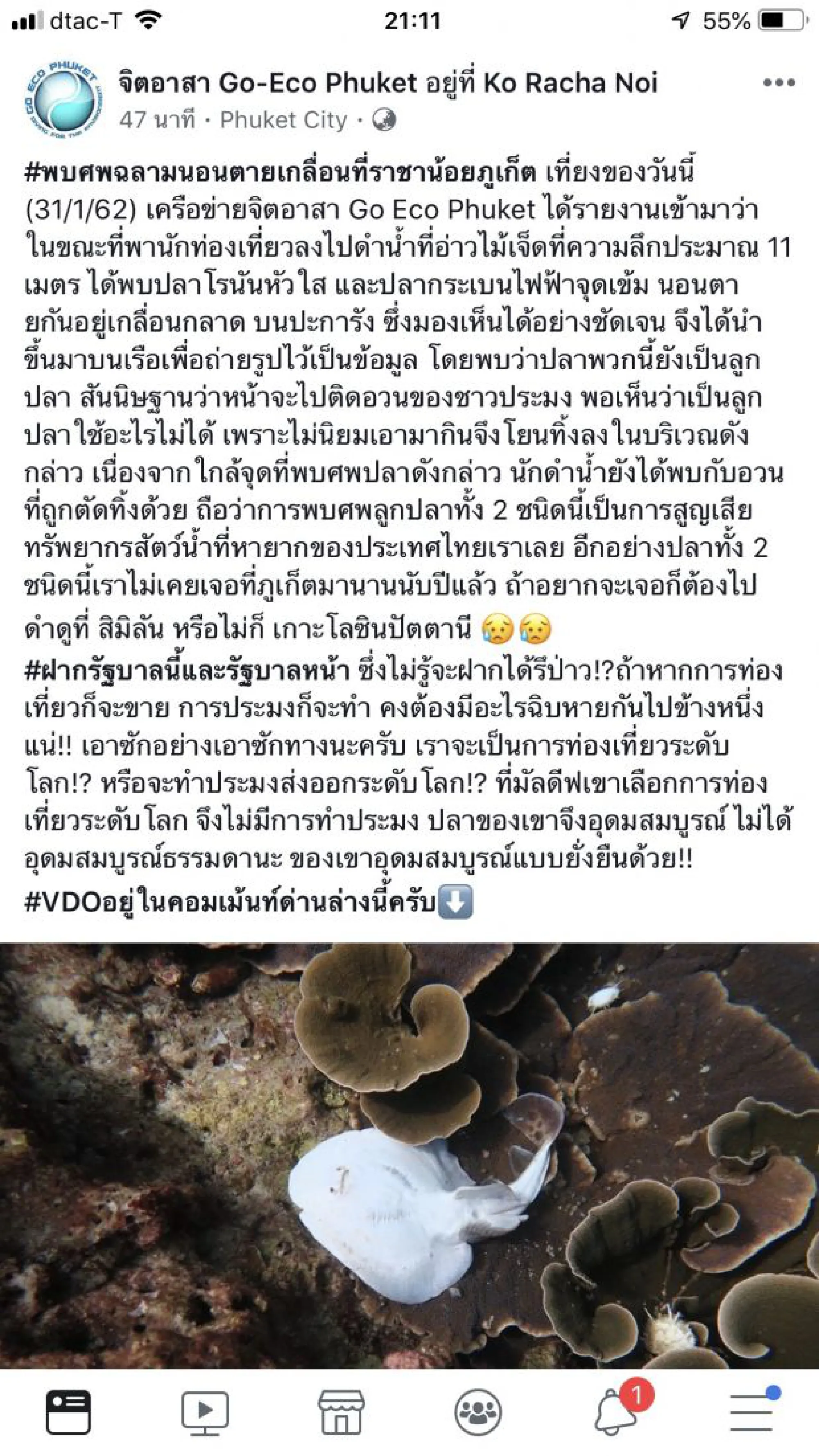 Conservationists call for the protection of guitarfish and electric rays