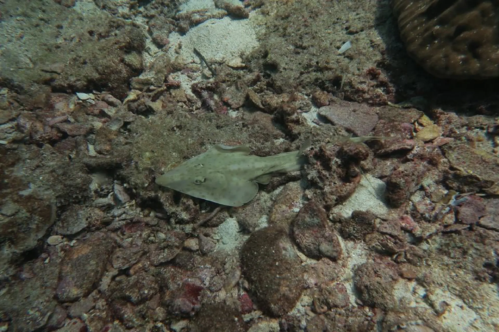 Conservationists call for the protection of guitarfish and electric rays