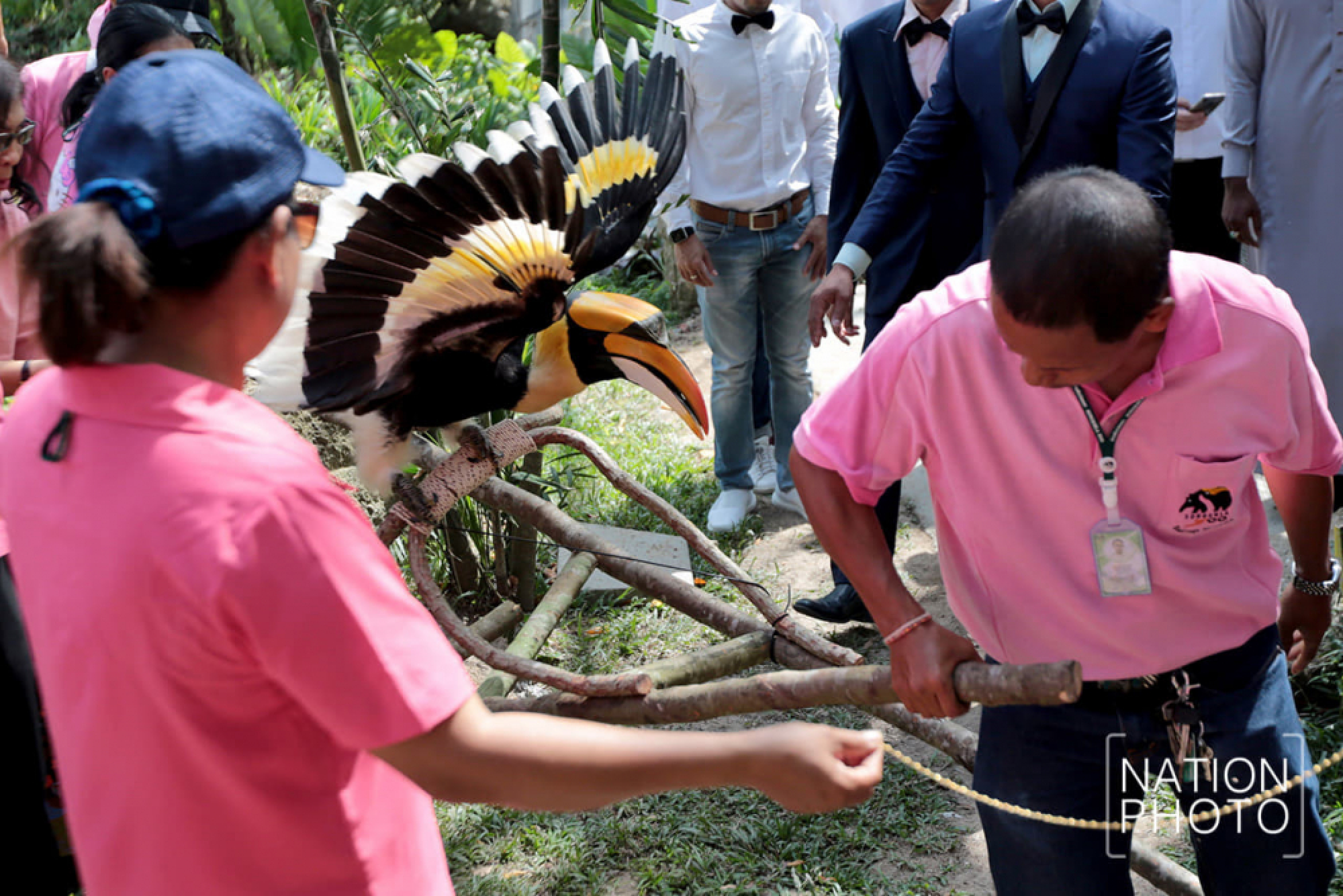 Hornbills ‘marry’ in Songkhla