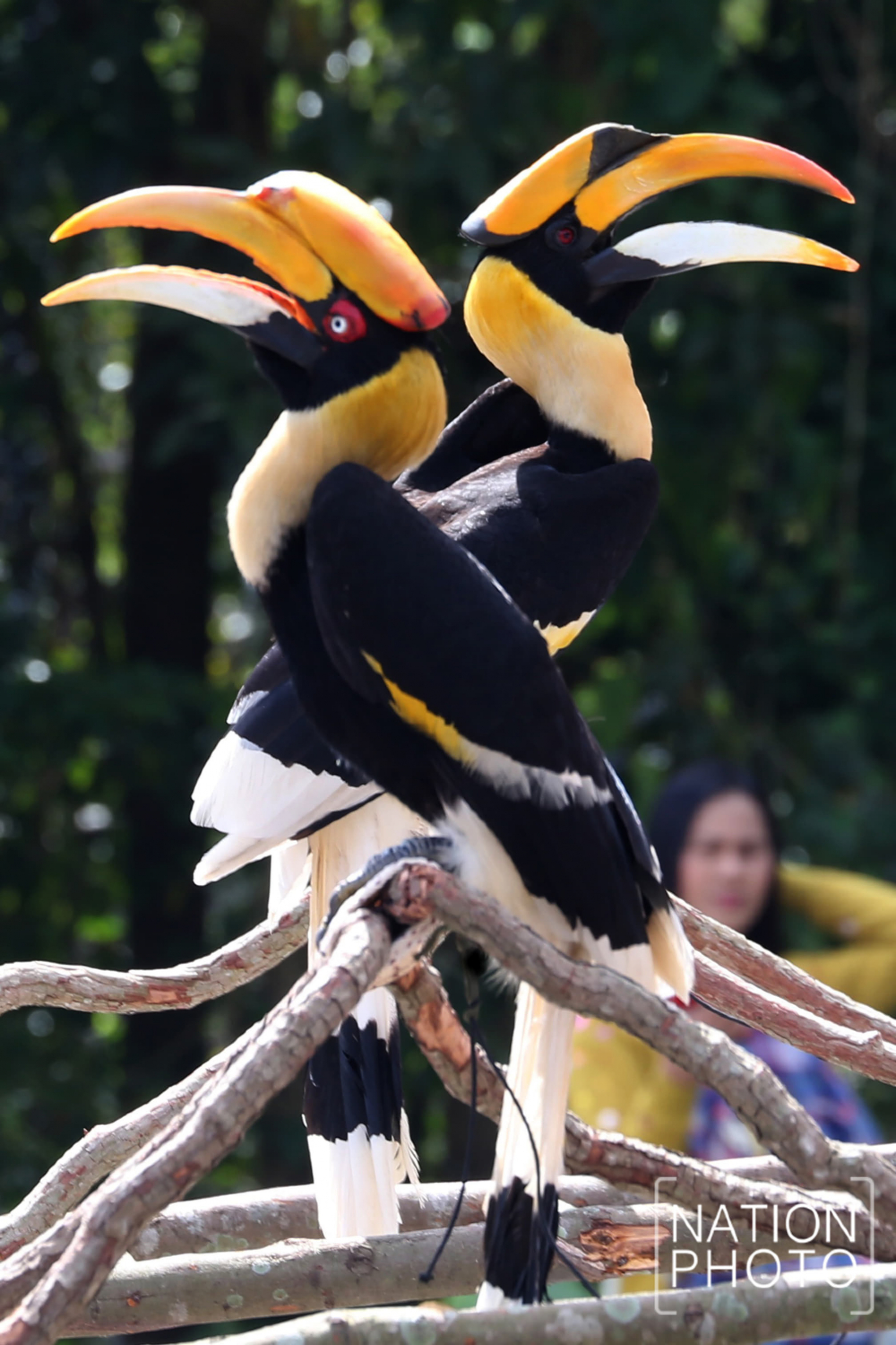Hornbills ‘marry’ in Songkhla