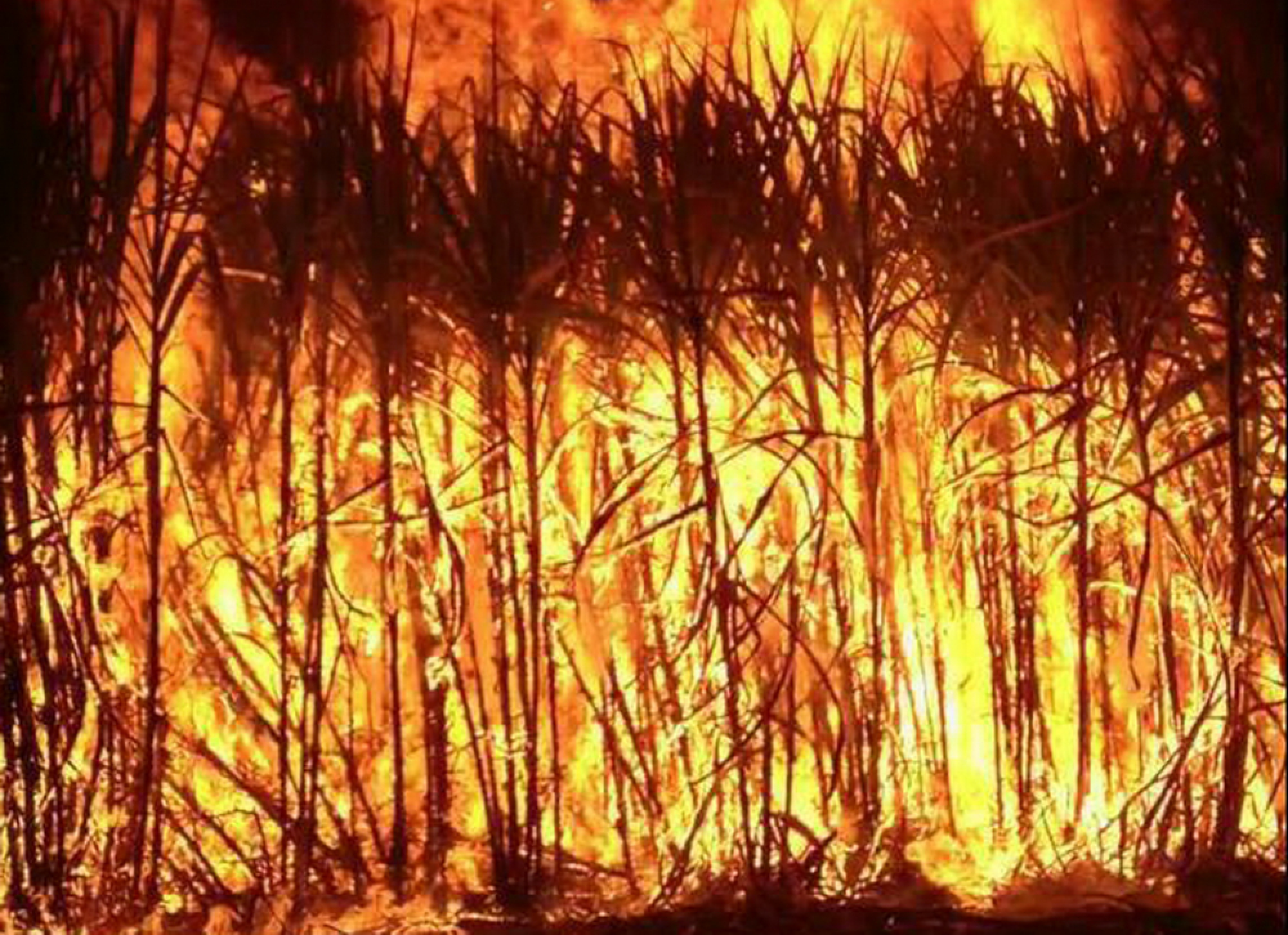 Air pollution: Cabinet asked to allocate Bt6 bn to help buy sugar-cane harvesters