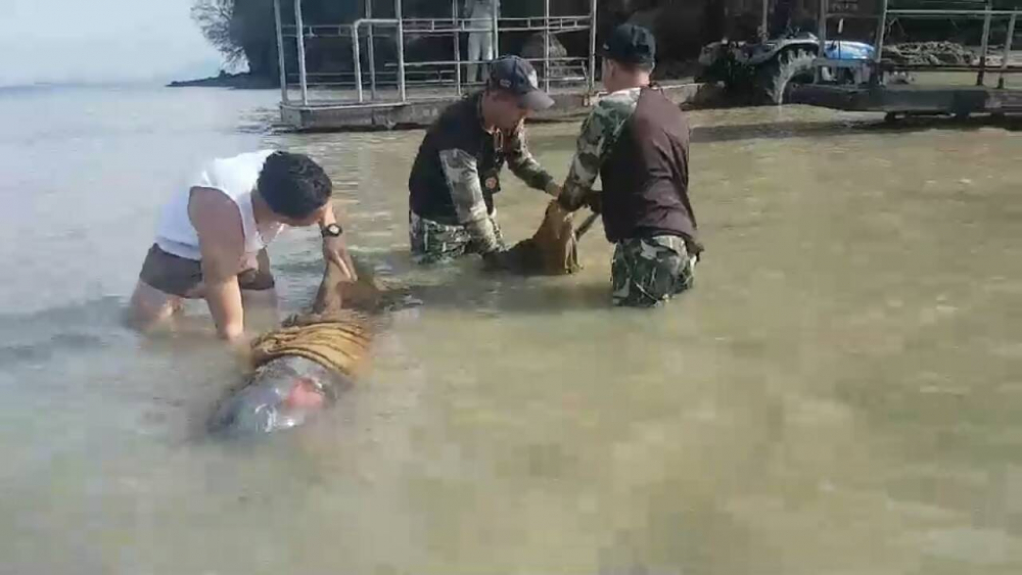 Beached Risso’s dolphin rescued in Krabi