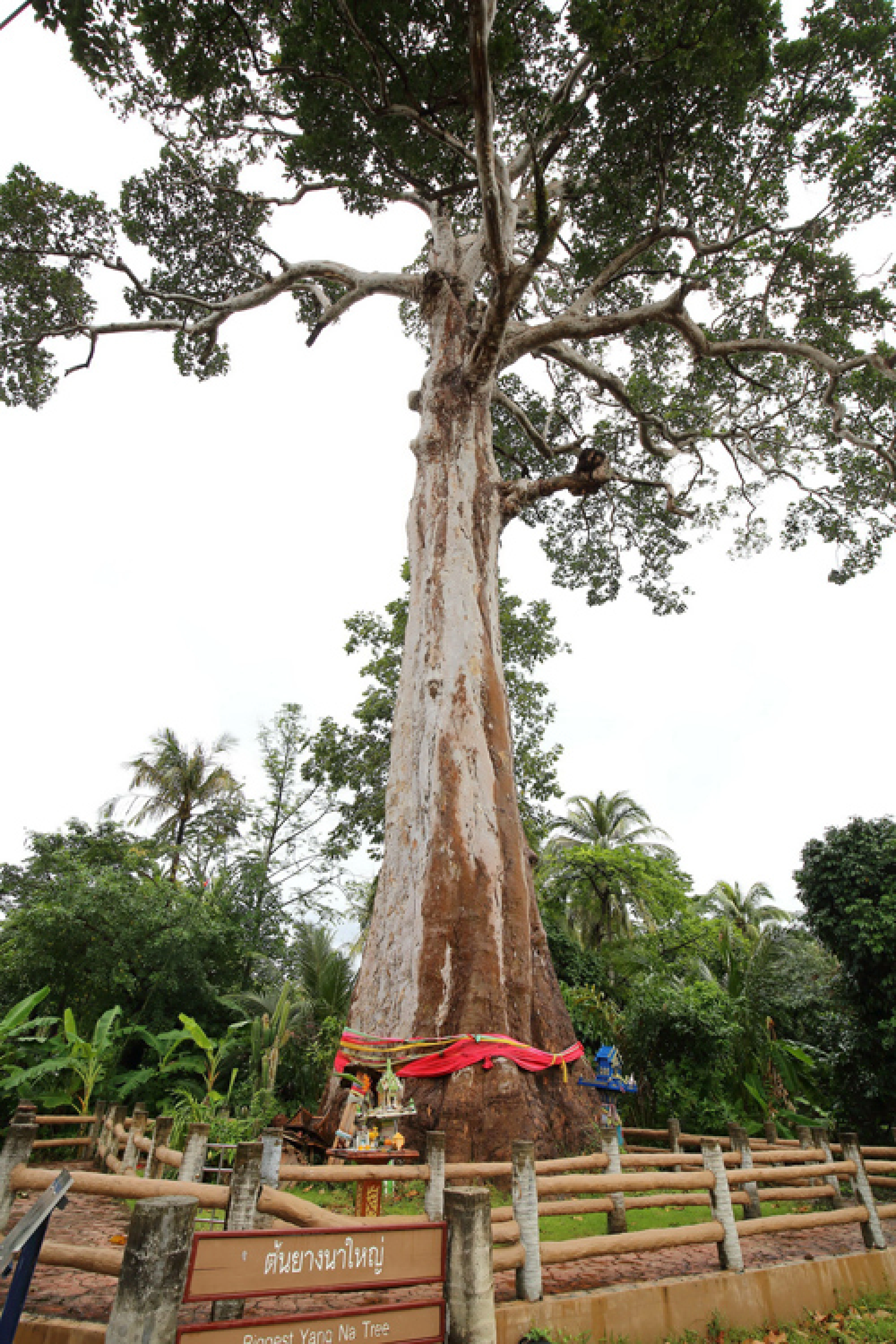 The always faithful ferry