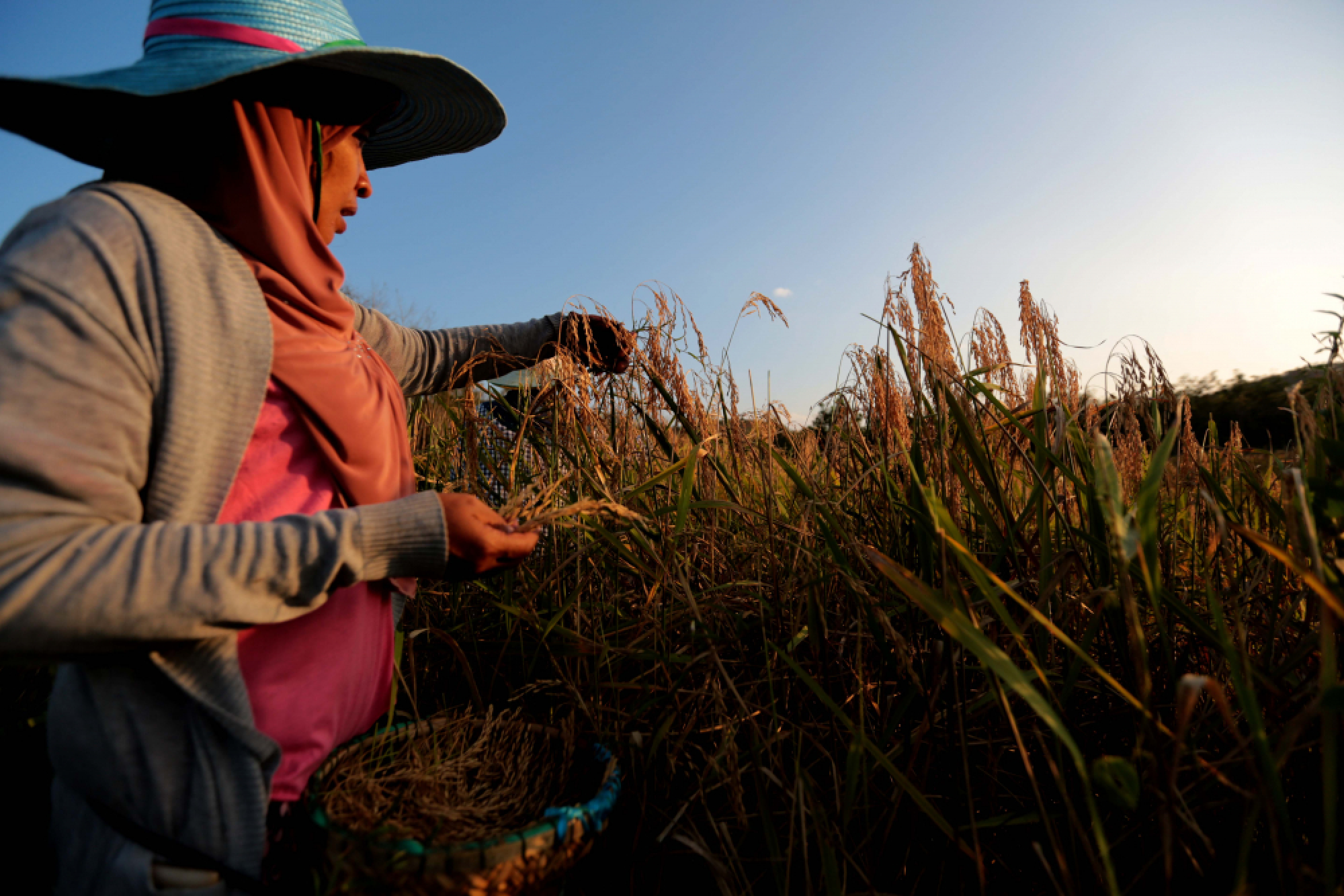Best parts of the deferred Rice Bill should be retained: Farmers’ network