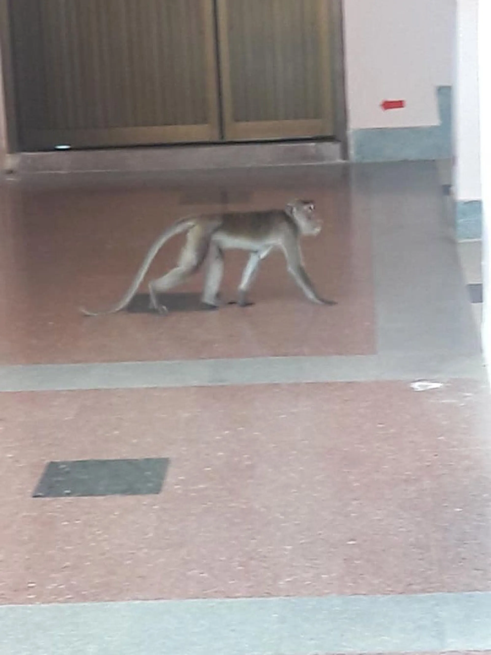 Hungry monkeys raid Krabi college