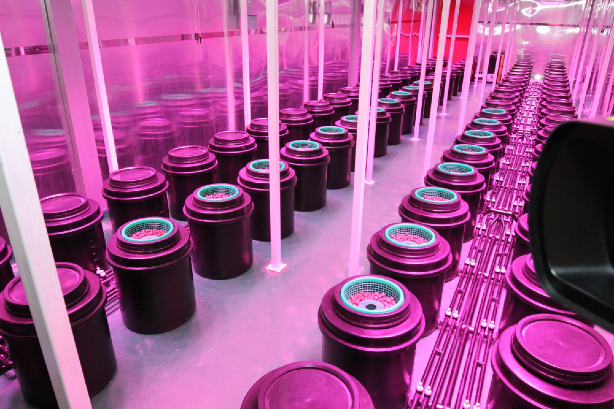 Govt pharmaceutical agency officially opens first legal greenhouse to grow cannabis