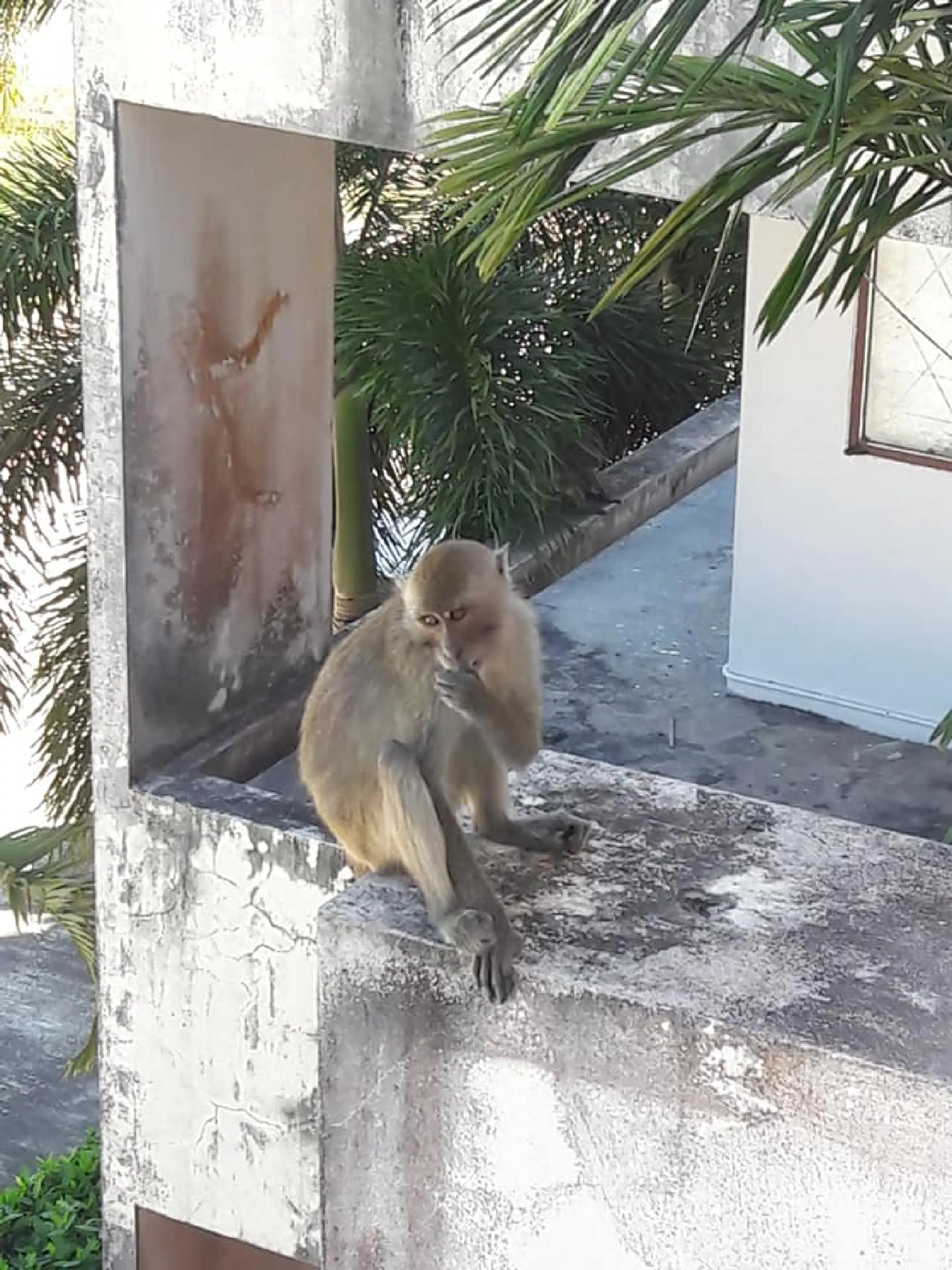 Hungry monkeys raid Krabi college