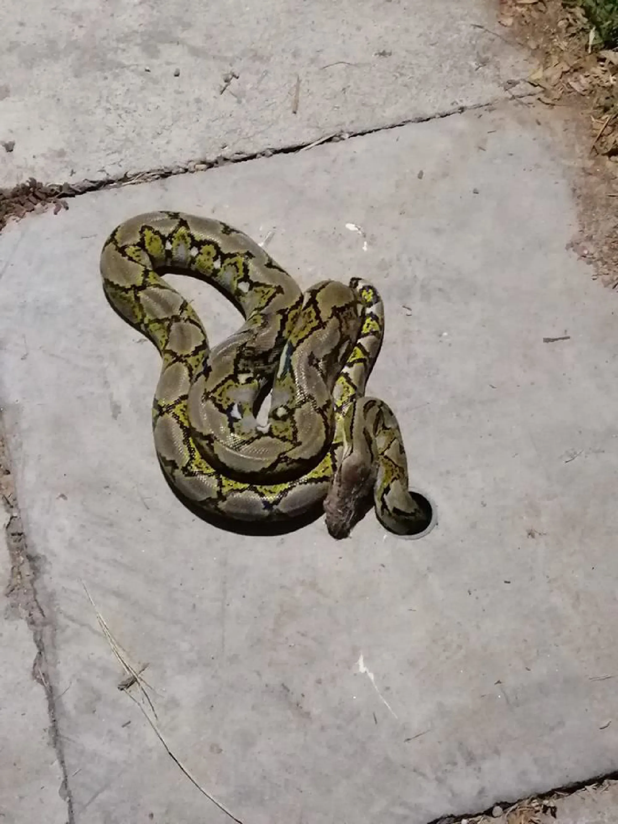 Python stuck in water drain rescued in Phuket