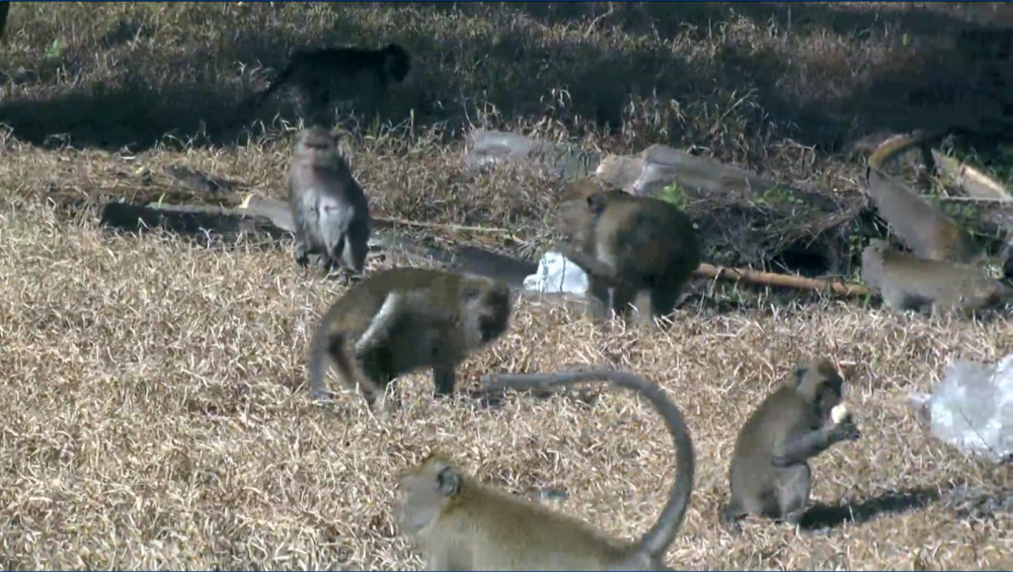 Surat Thani governor orders action against 400 invading monkeys