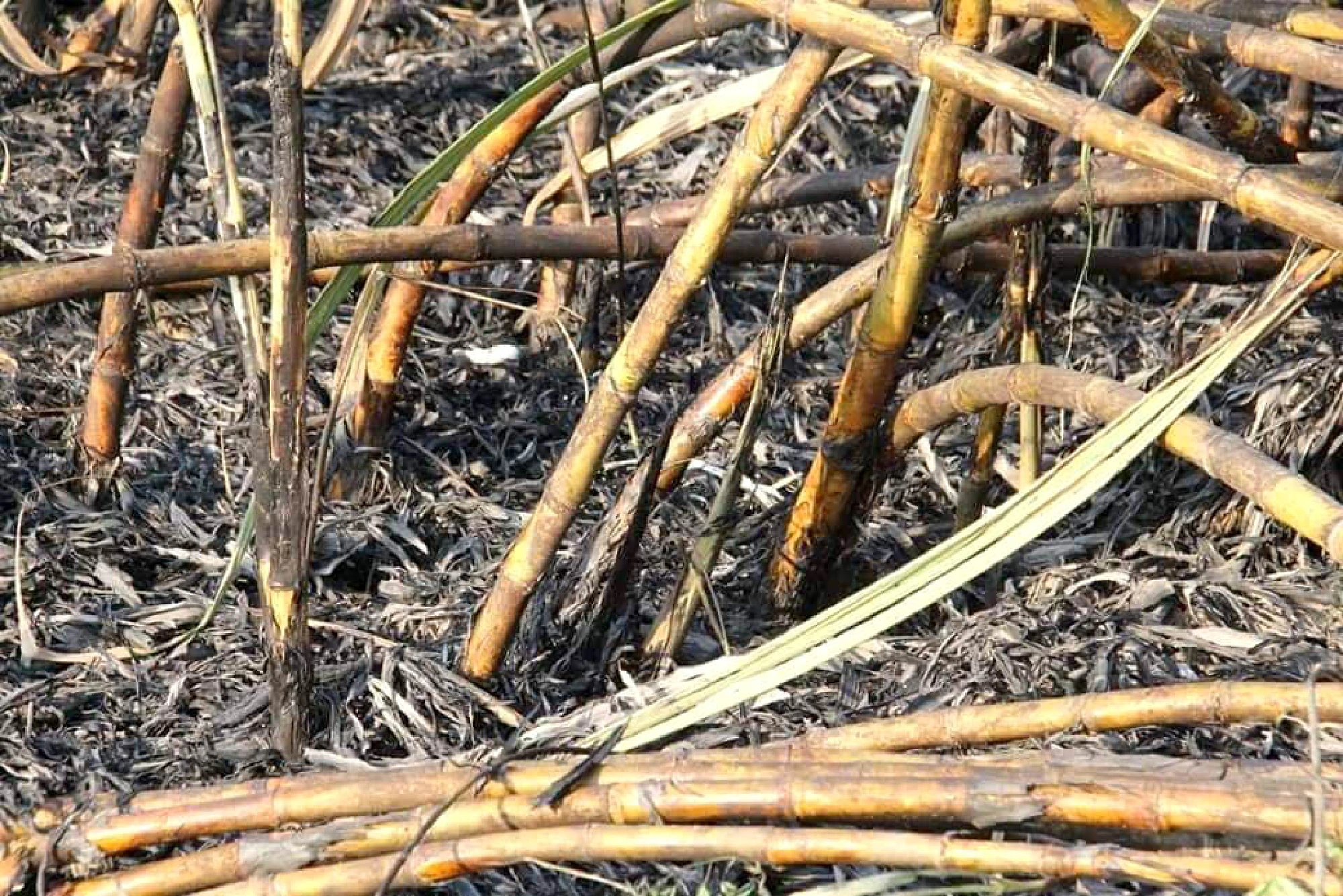 Burning sugarcane fields choke Khon Kaen