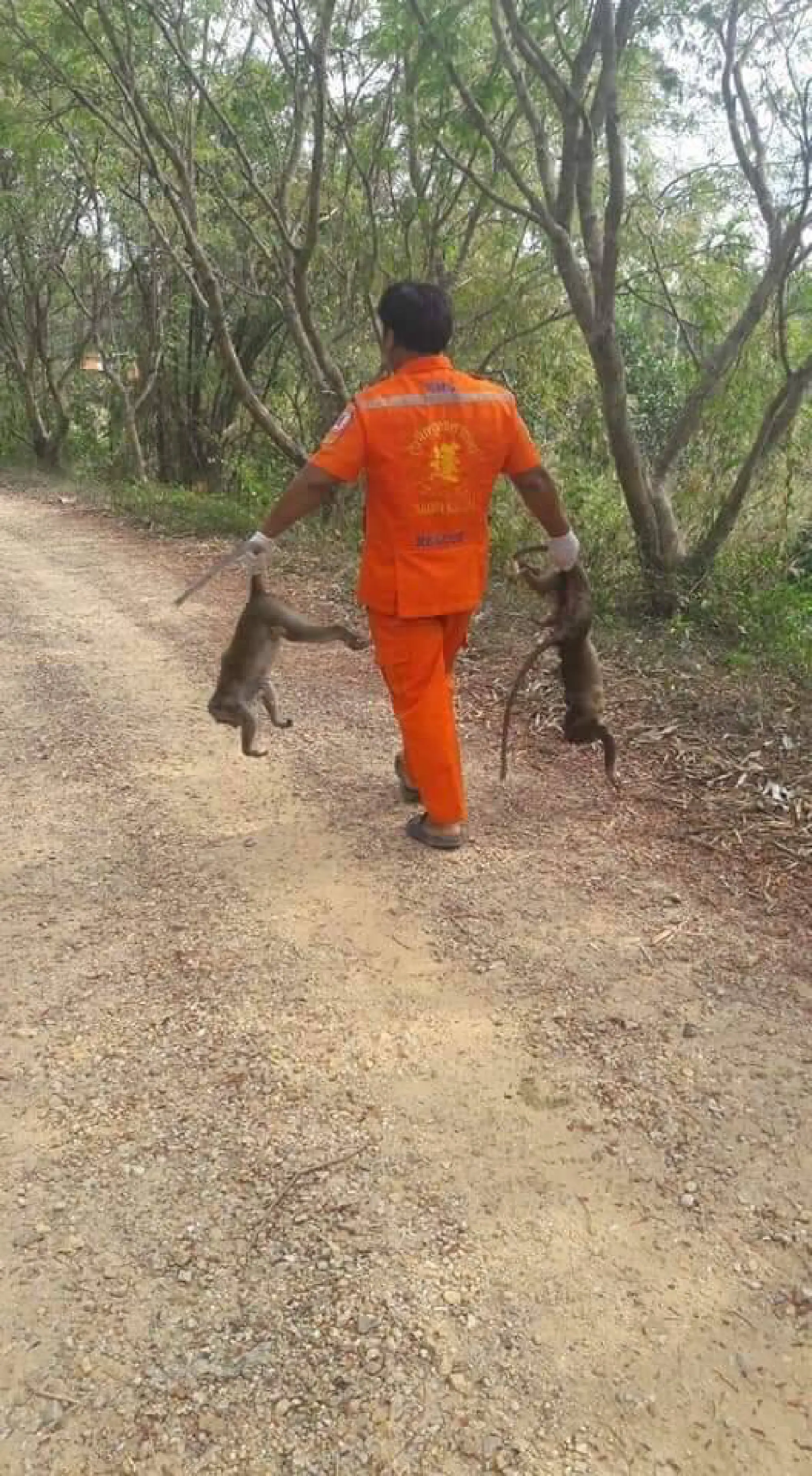 Watermelons found near killed monkeys tested for poison