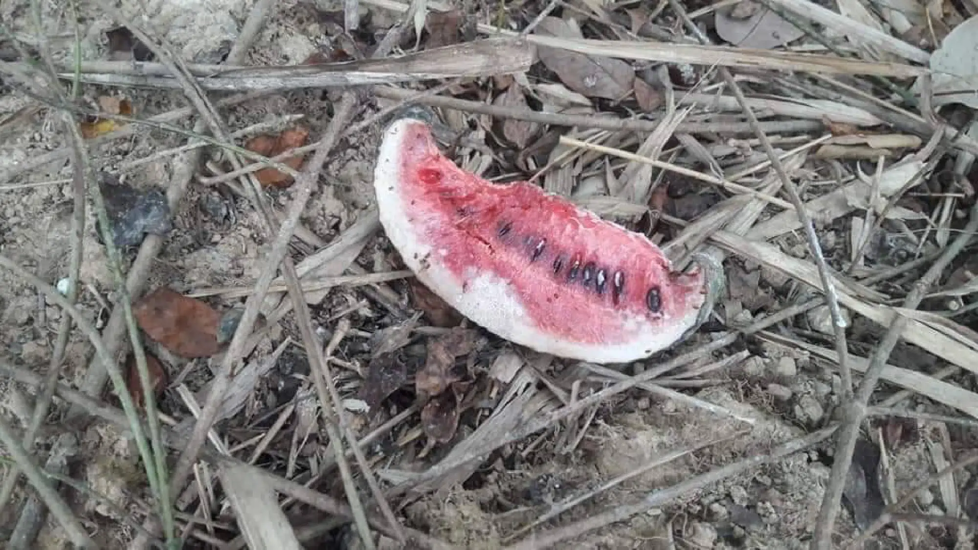 Watermelons found near killed monkeys tested for poison