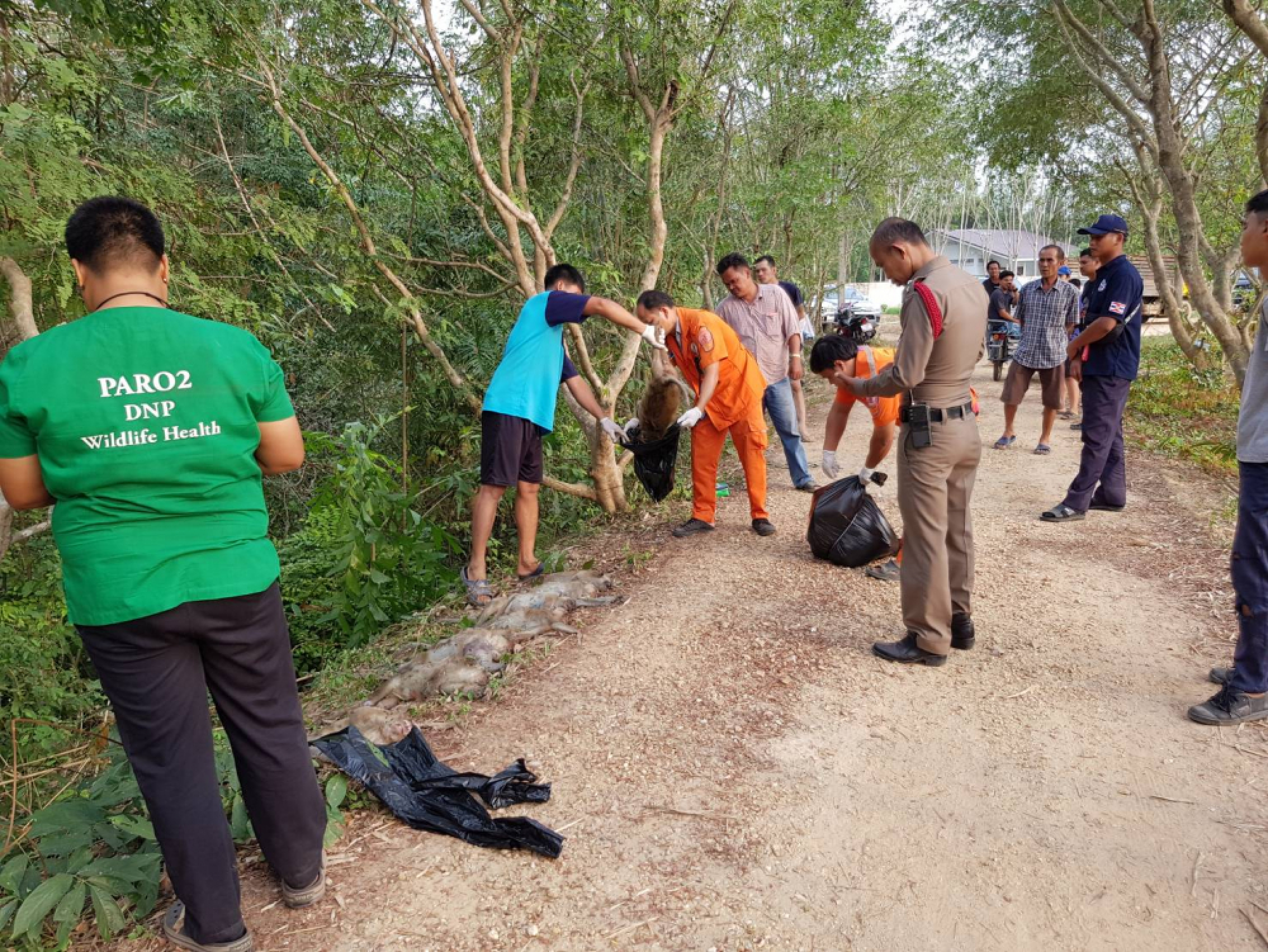 Watermelons found near killed monkeys tested for poison