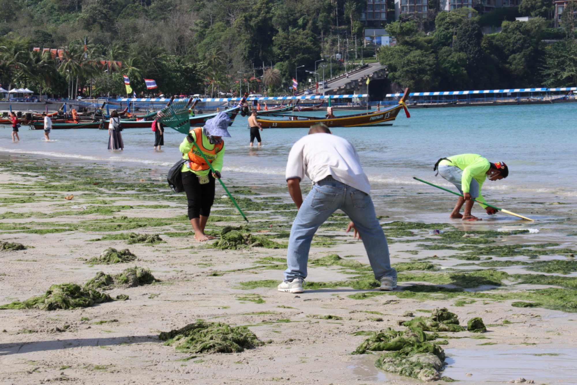 Seaweed washed up on Patong Beach