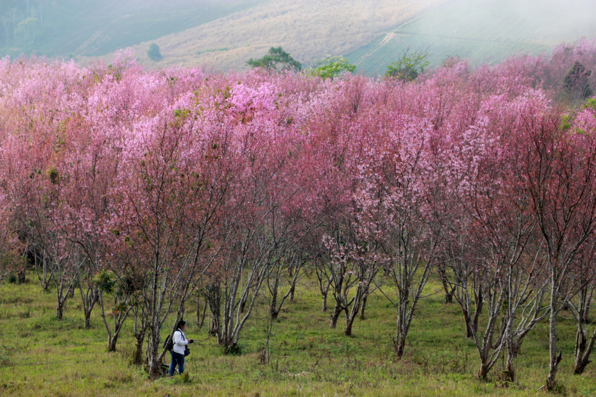 Sakura Festival kicked off in Loei