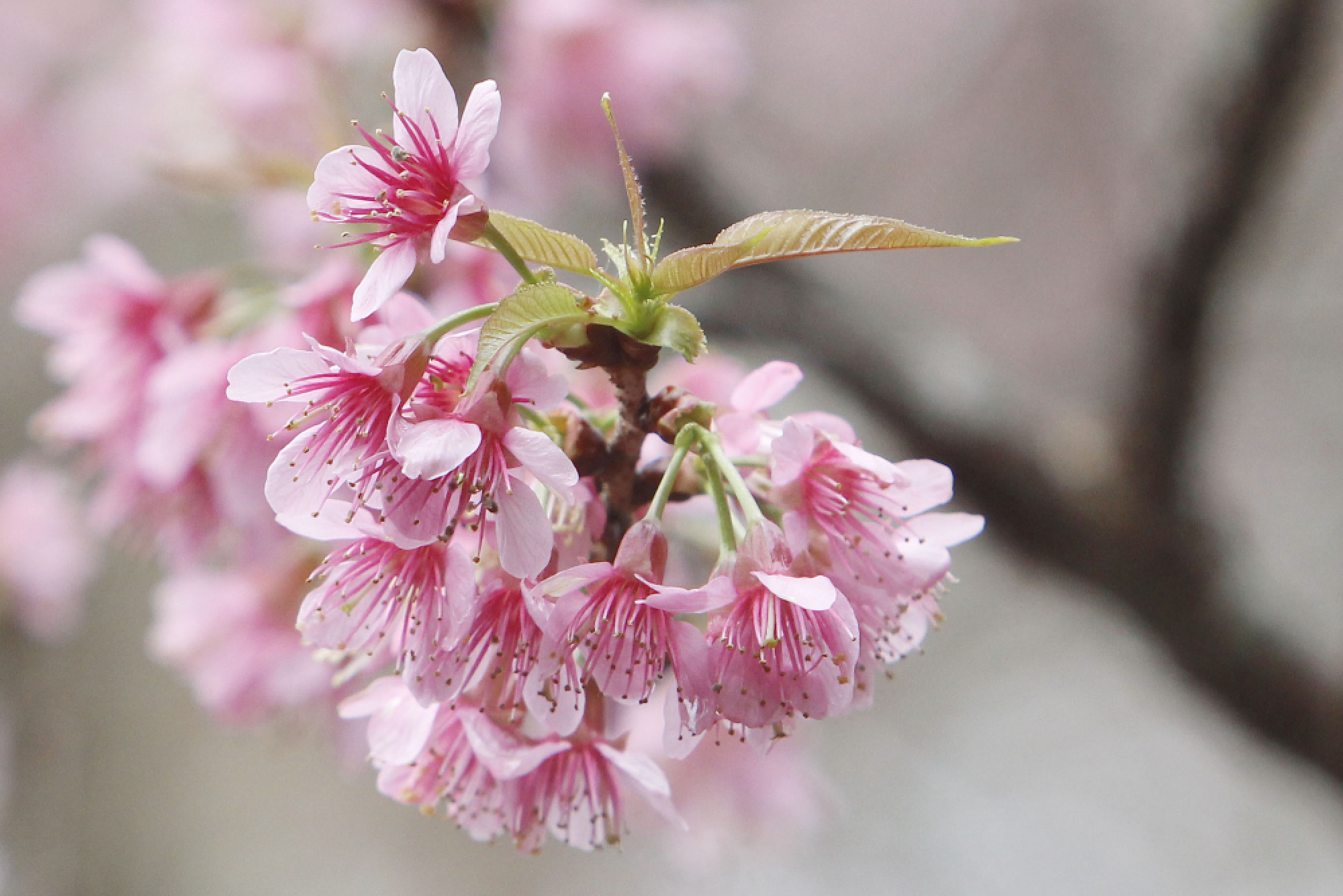 Sakura Festival kicked off in Loei