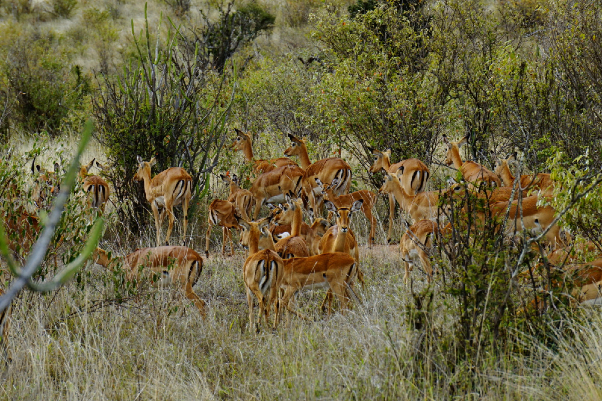 Walks on the wild side