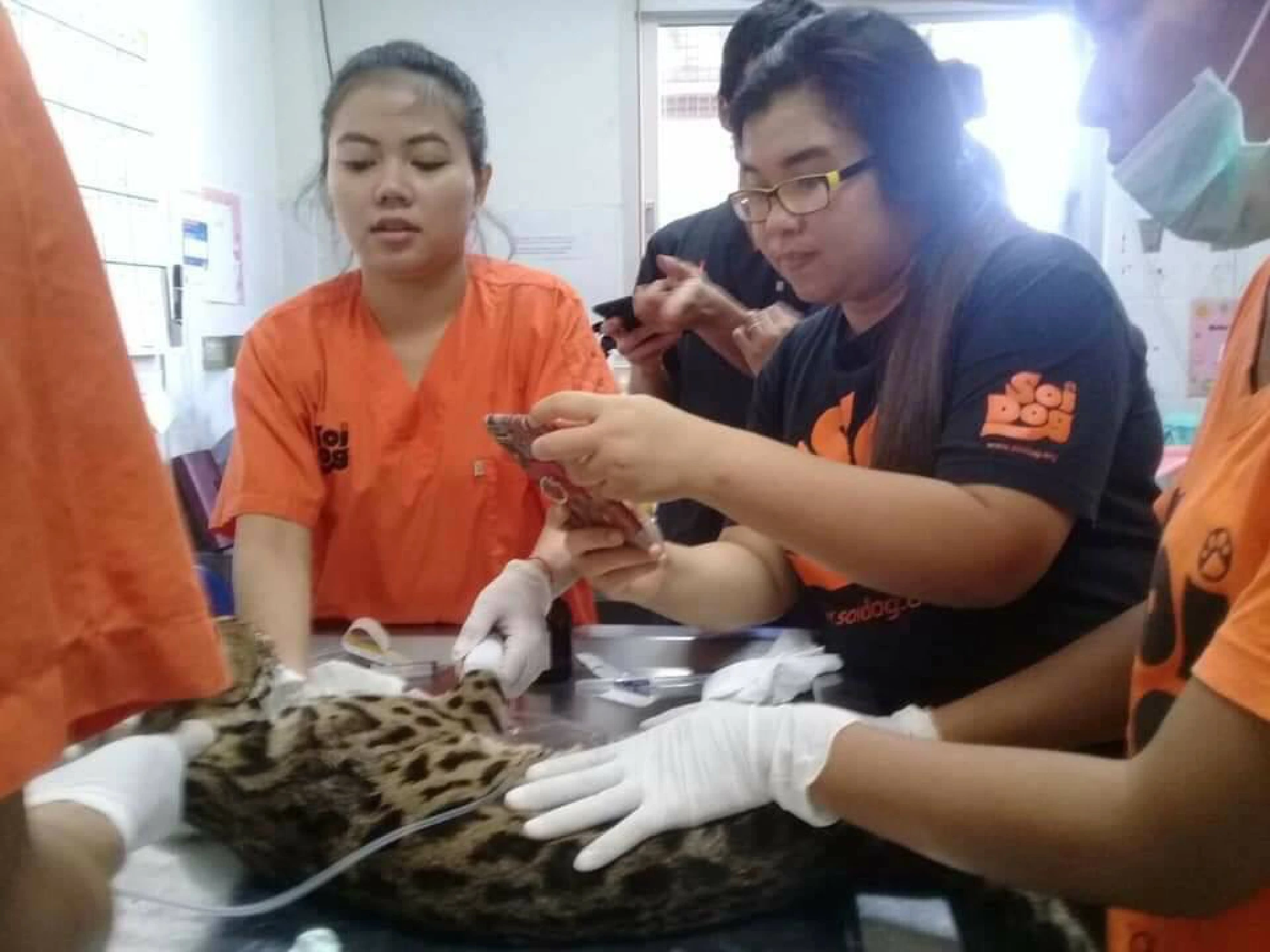 Leopard cat rescued after being hit by car in Thalang