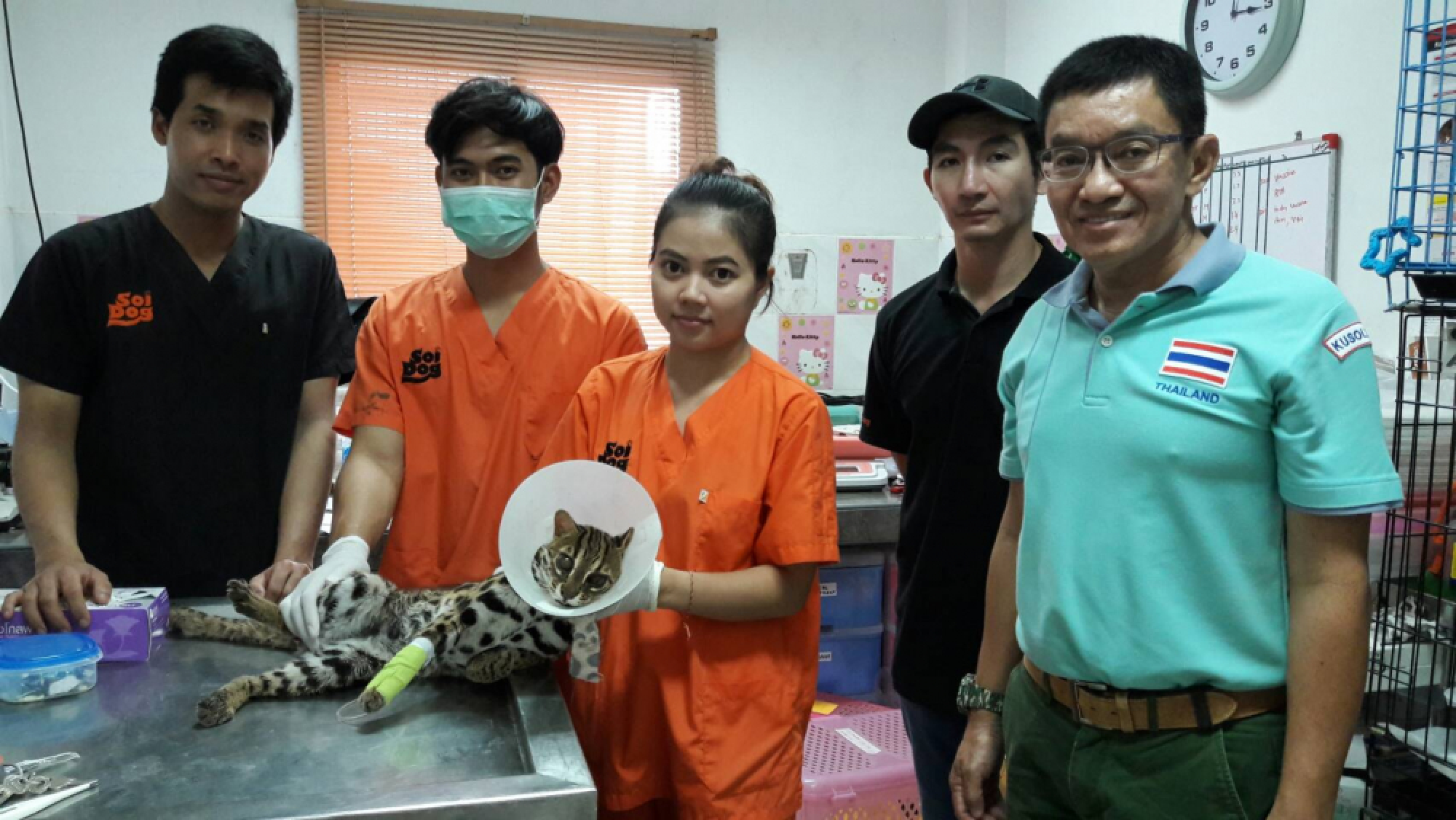 Leopard cat rescued after being hit by car in Thalang