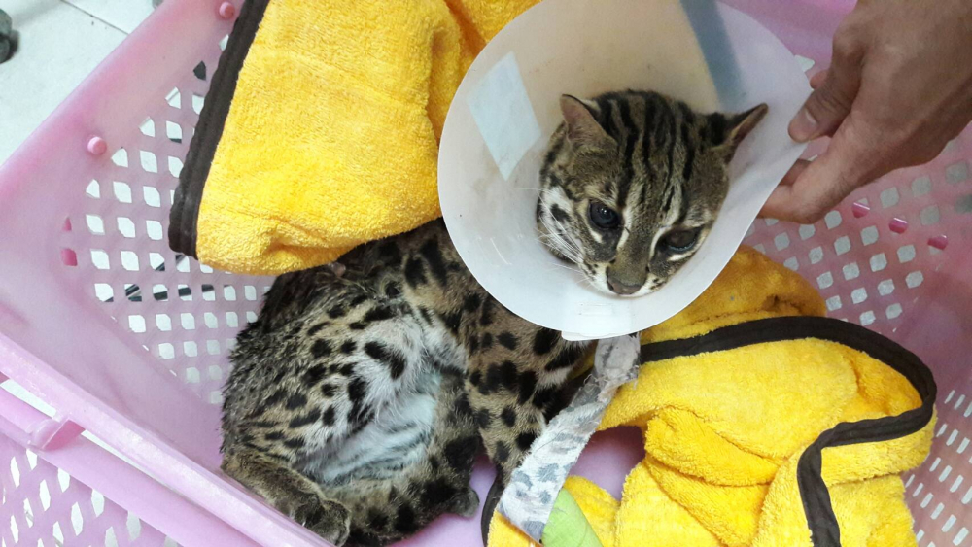 Leopard cat rescued after being hit by car in Thalang