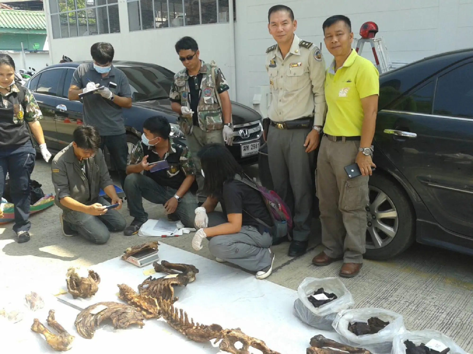 Investigation finds Thai wild tigers  targeted by foreign professional gangs