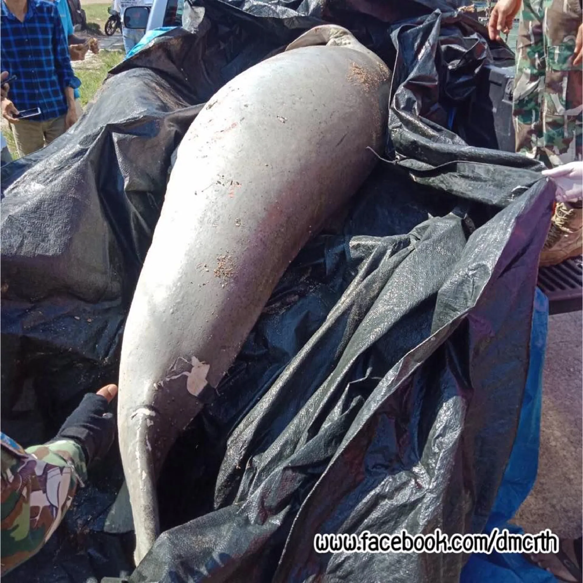 Dugong found dead at Phang Nga Beach