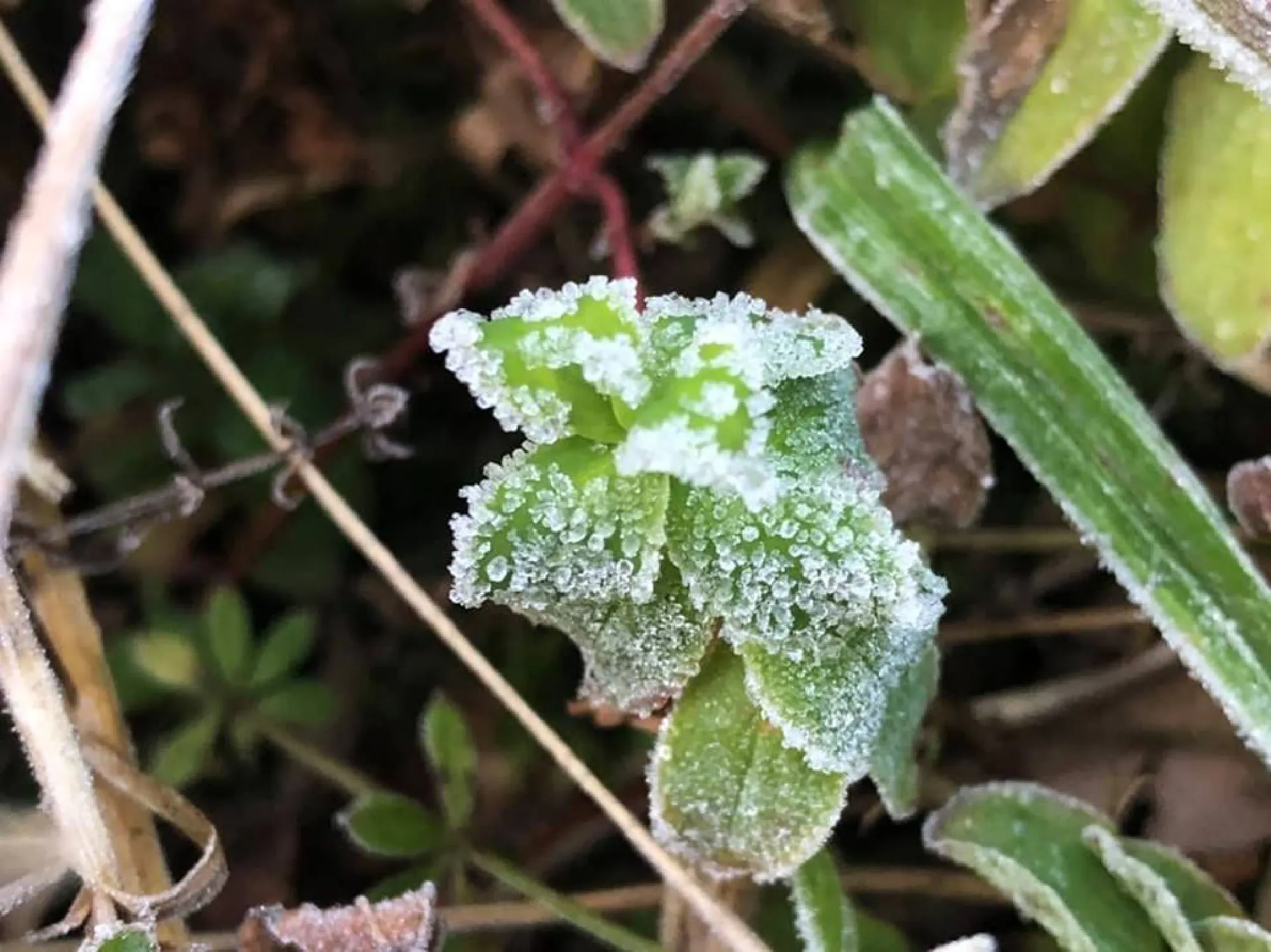 Chilly start to New Year on Doi Inthanon mountain