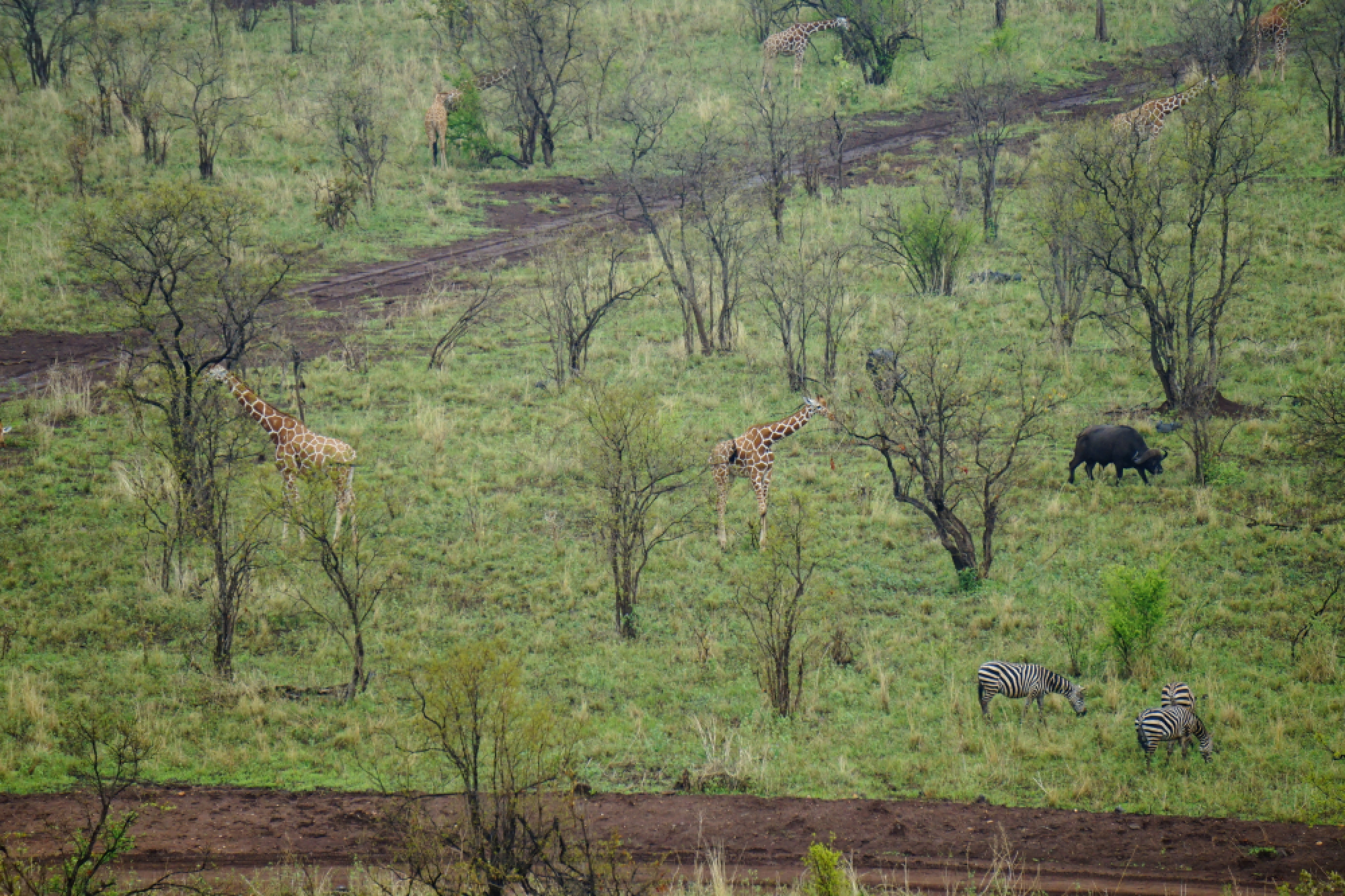 Up close and cosy with the wild