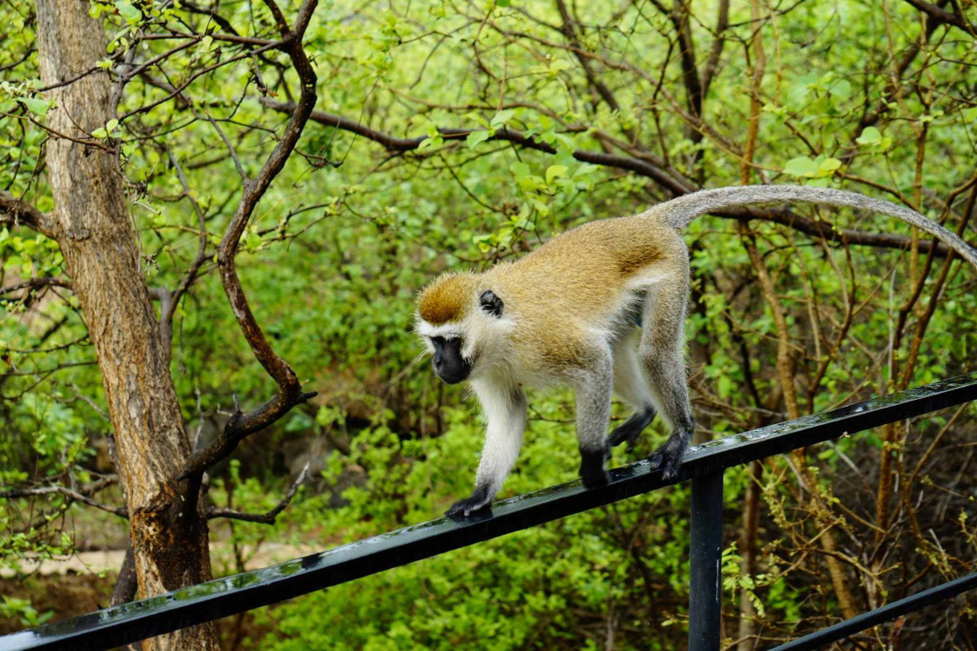 Up close and cosy with the wild