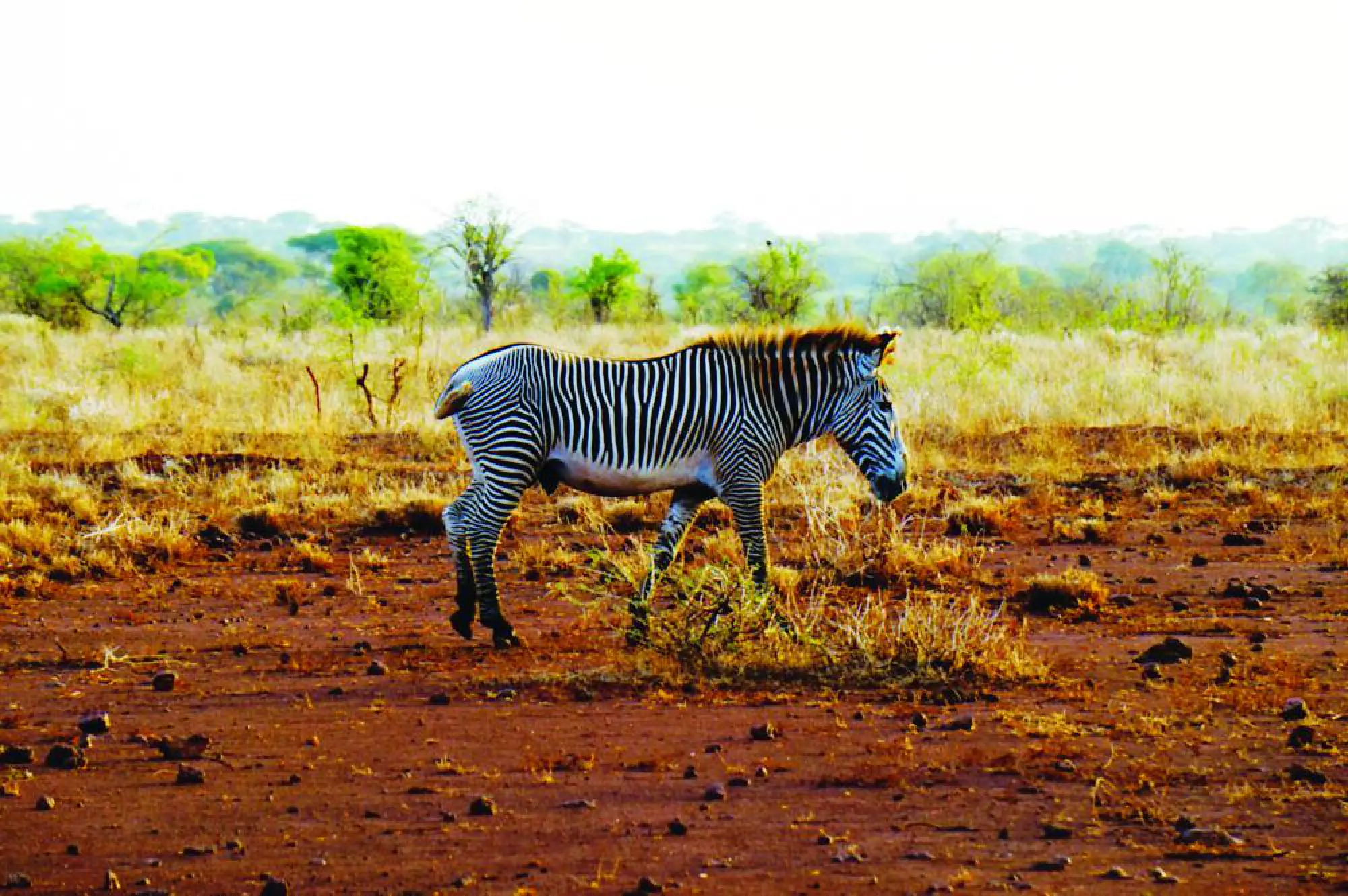 Up close and cosy with the wild