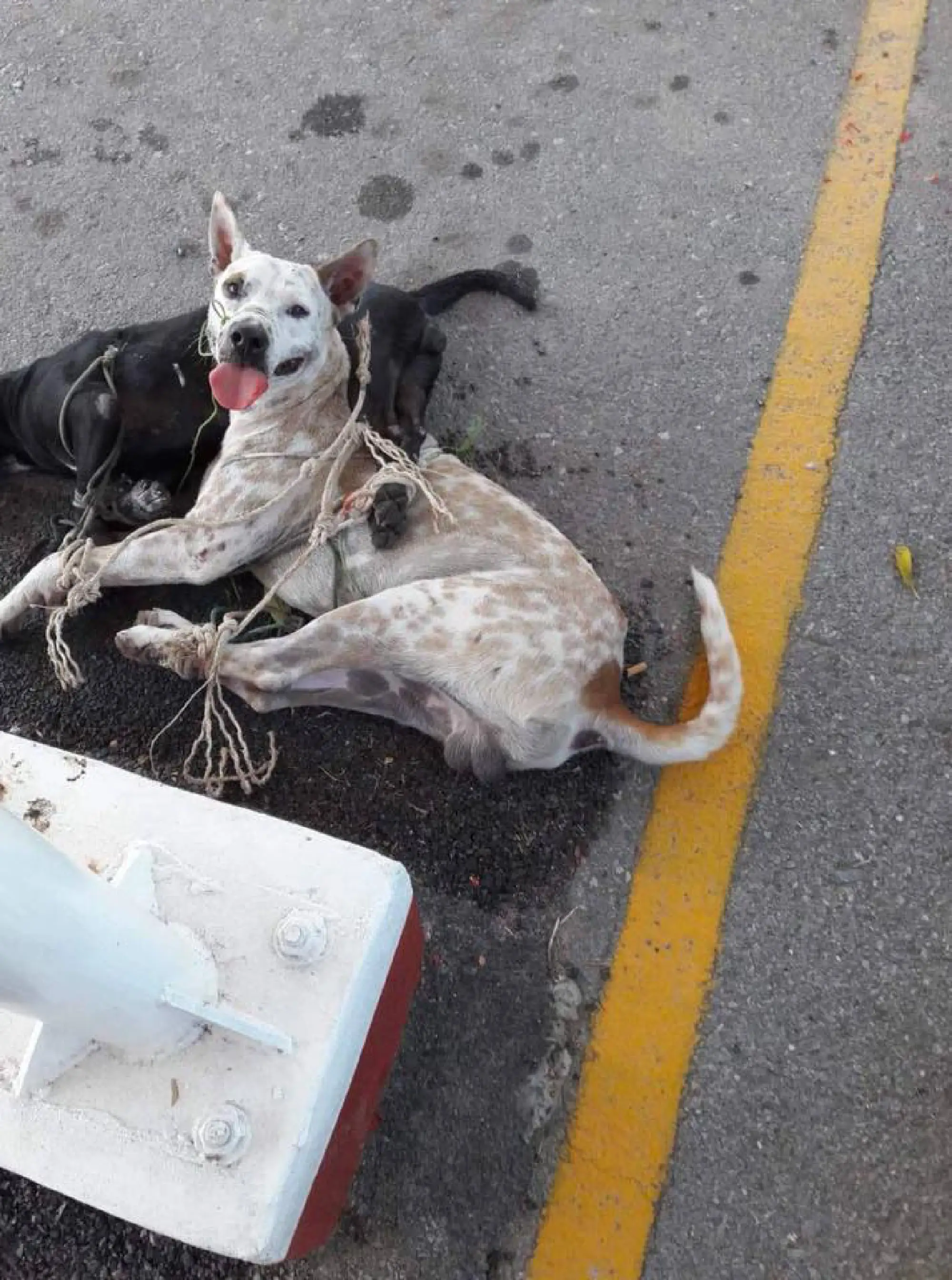 Dogs found tied and dumped on Army officer’s orders ‘now safe’