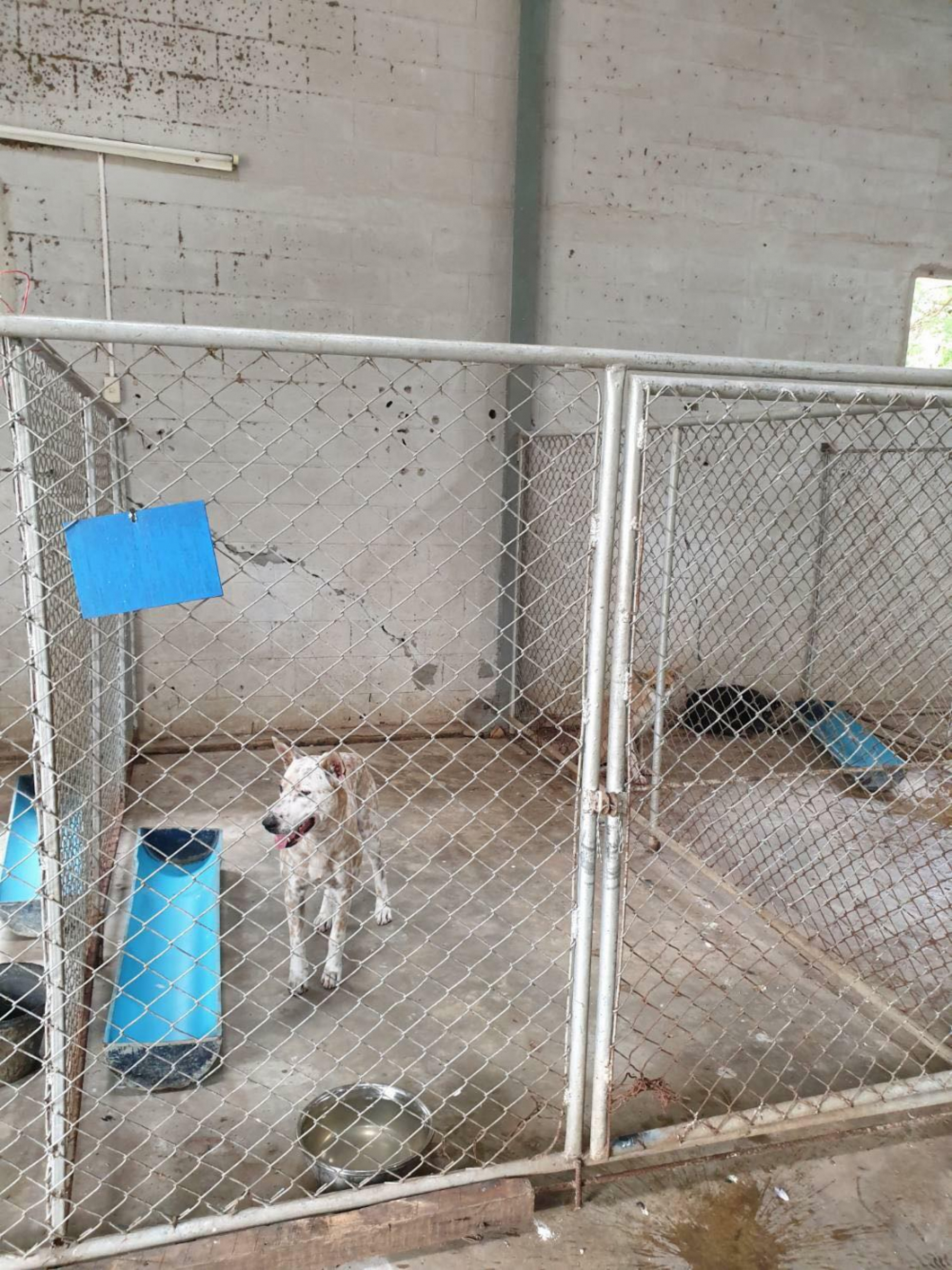 Dogs found tied and dumped on Army officer’s orders ‘now safe’