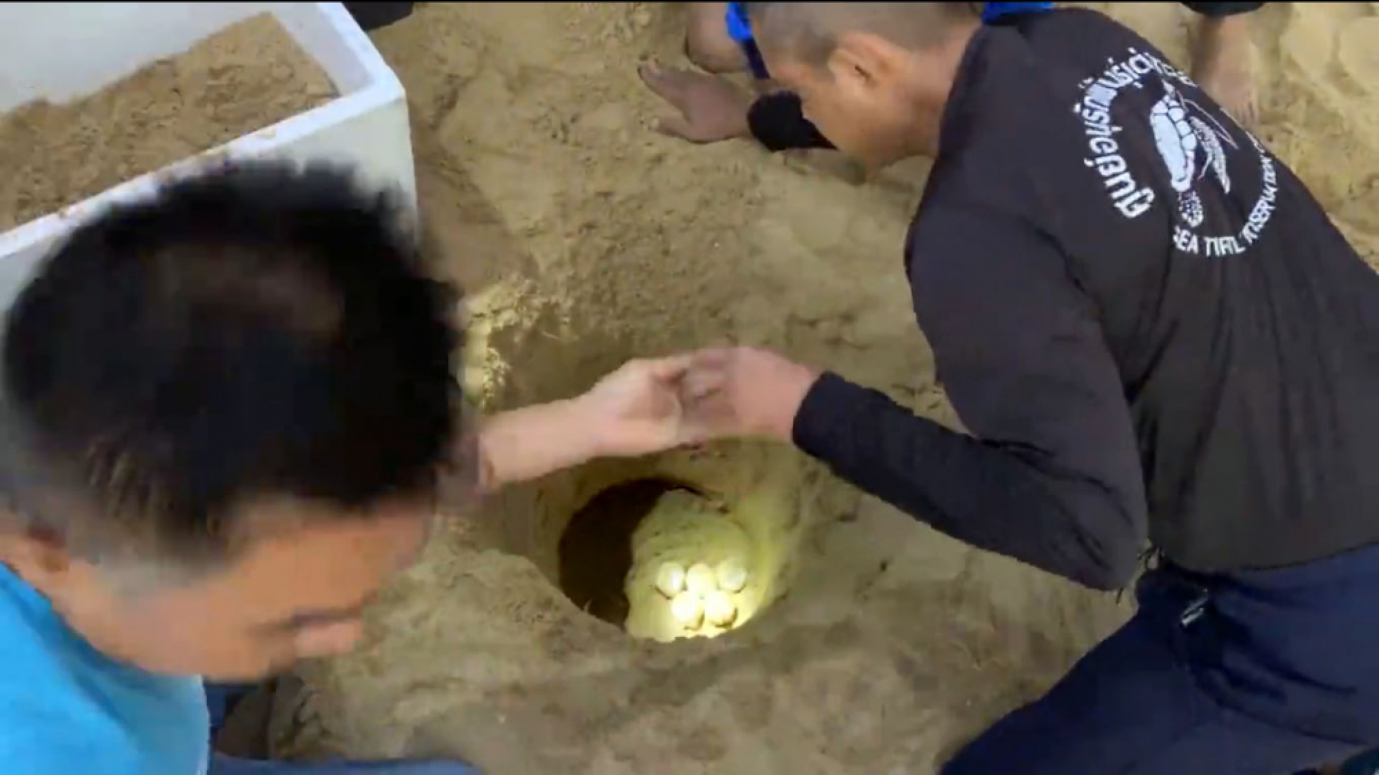 Leatherback returns to lay more eggs on Phang-Nga beach