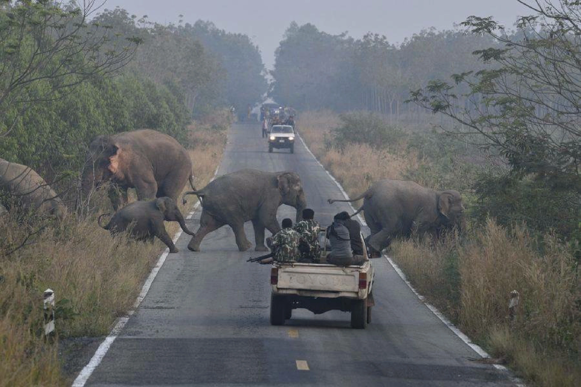 Elephants collared in move to reduce conflicts with humans