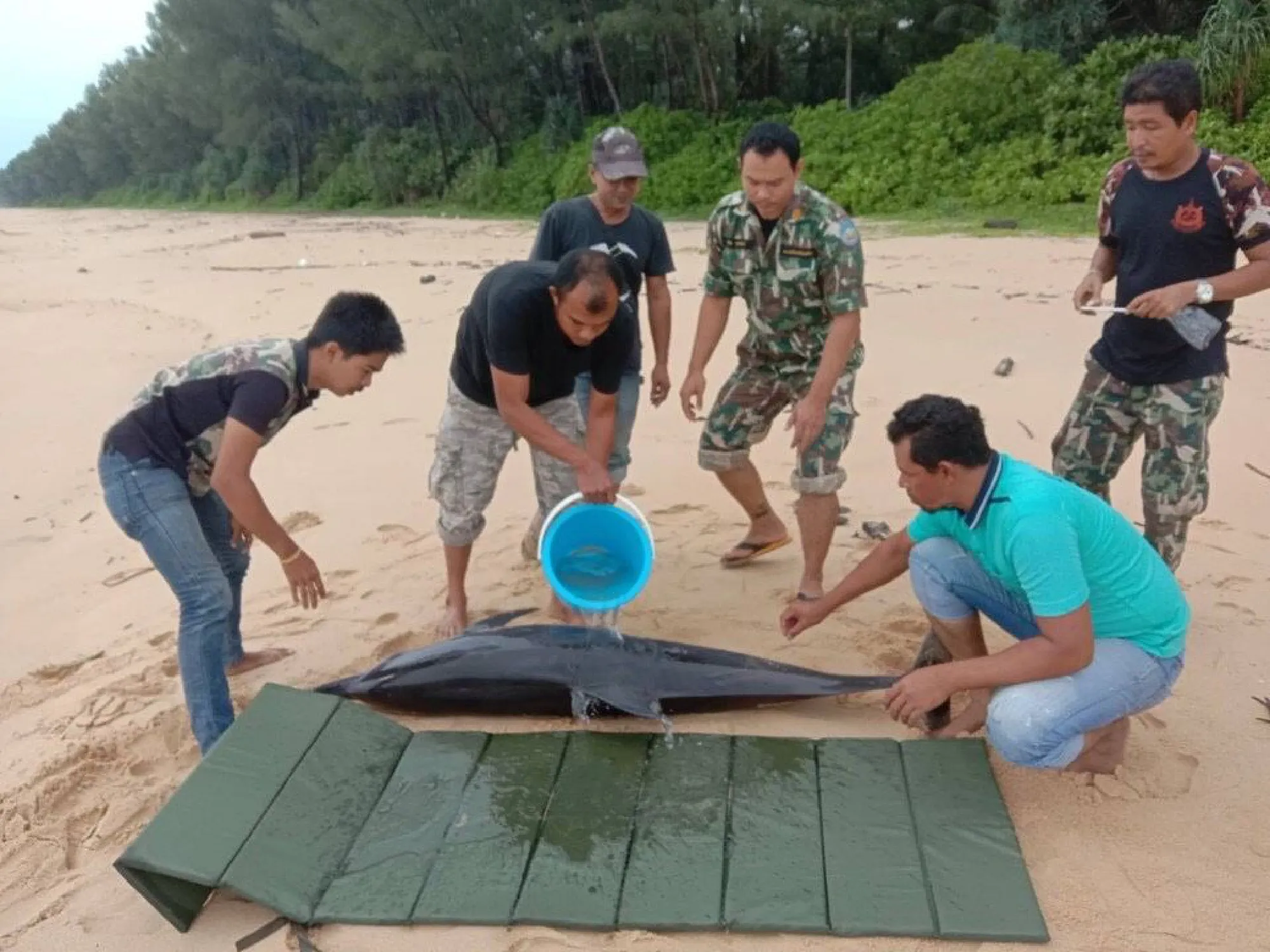 Injured dolphin rescued off Phang-na