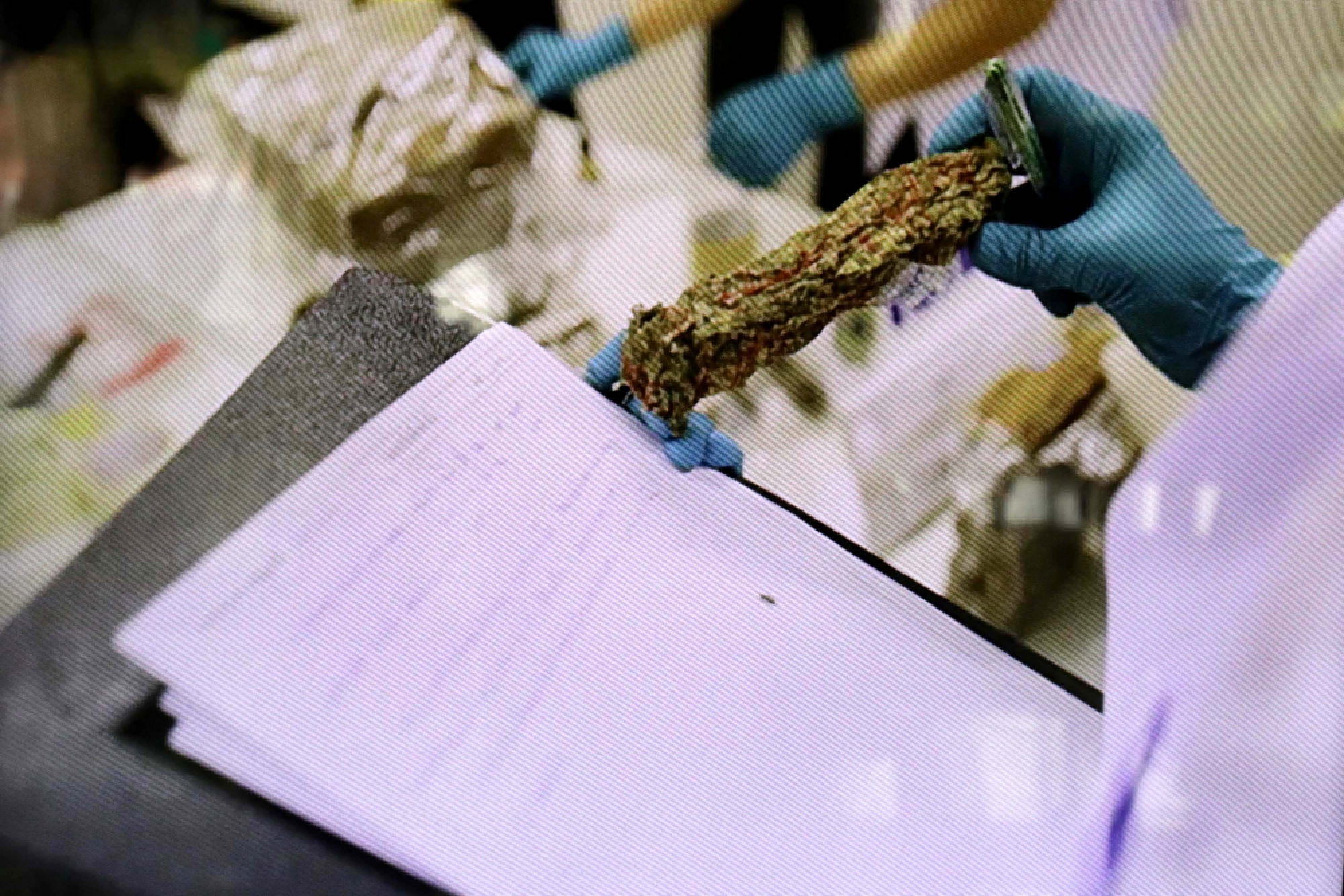 Just 7kg of seized marijuana suitable for medicine: drugs bosses
