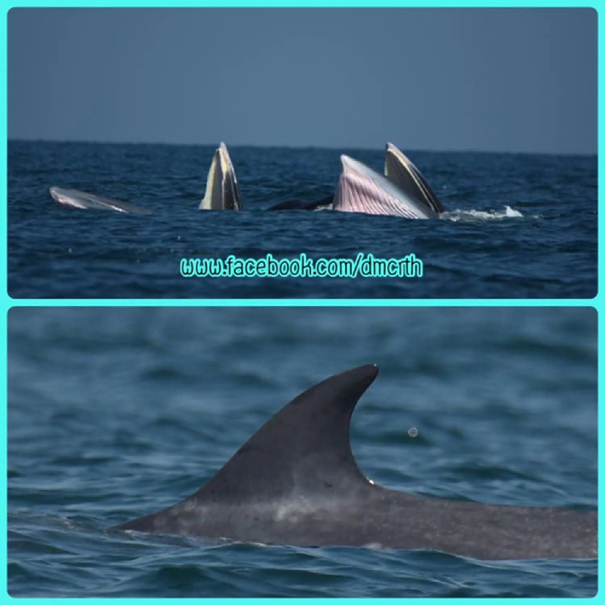 Bryde’s whale family sighted off coast