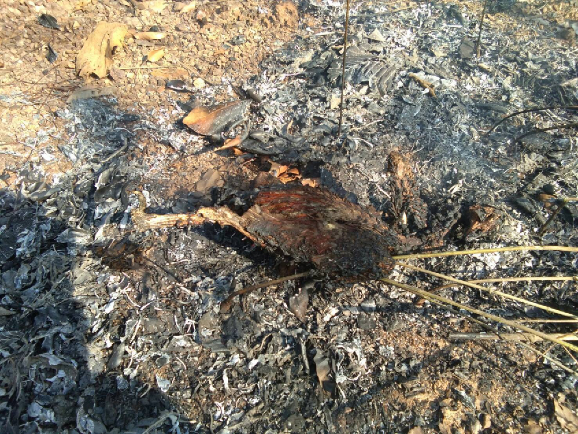 Peacock dies in forest fire