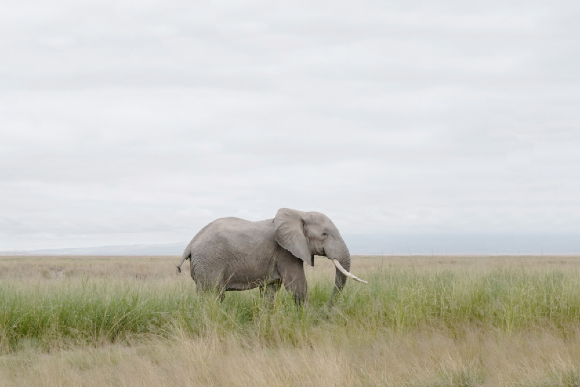 Wonders of the wild