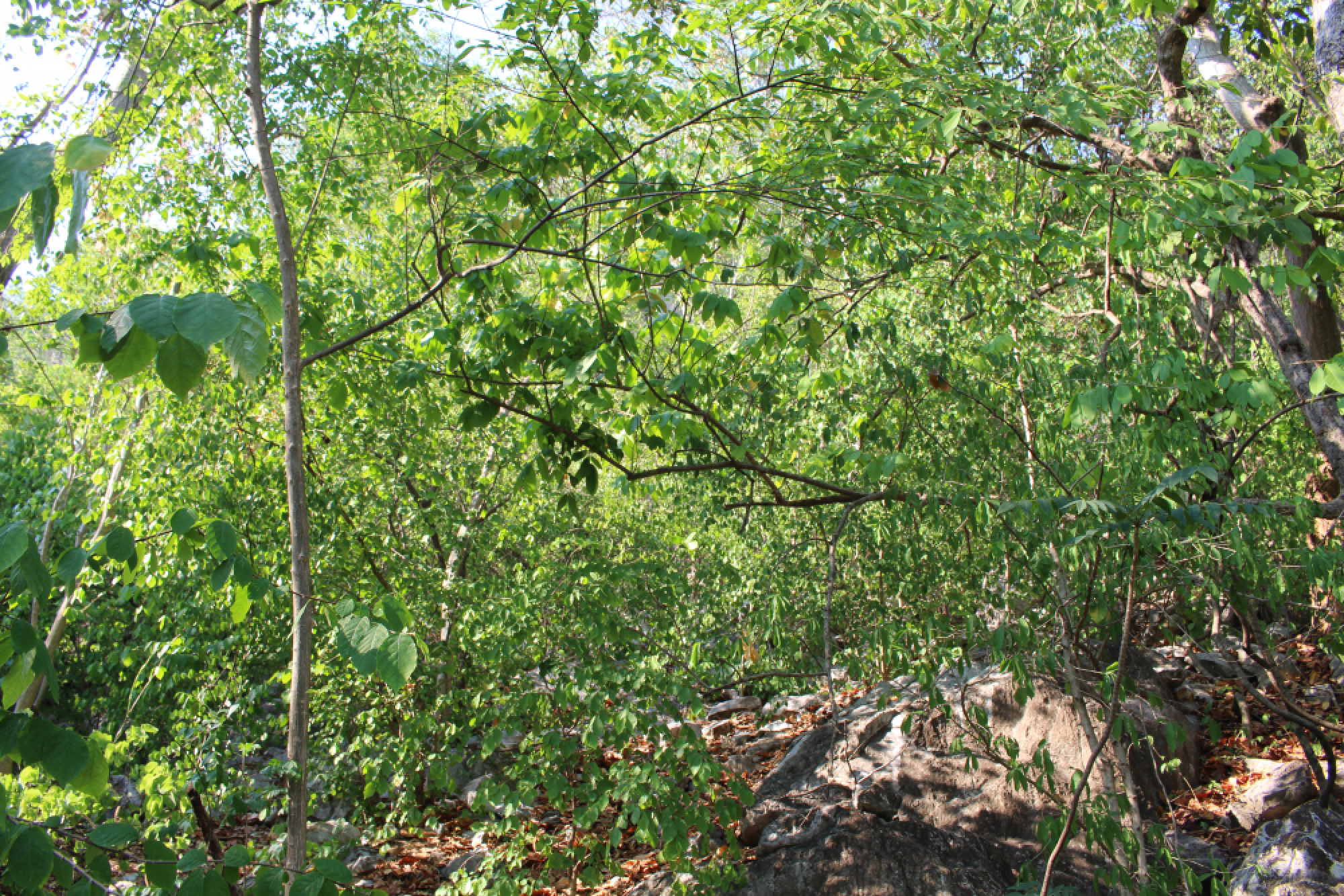 Teacher’s conservation dream comes true