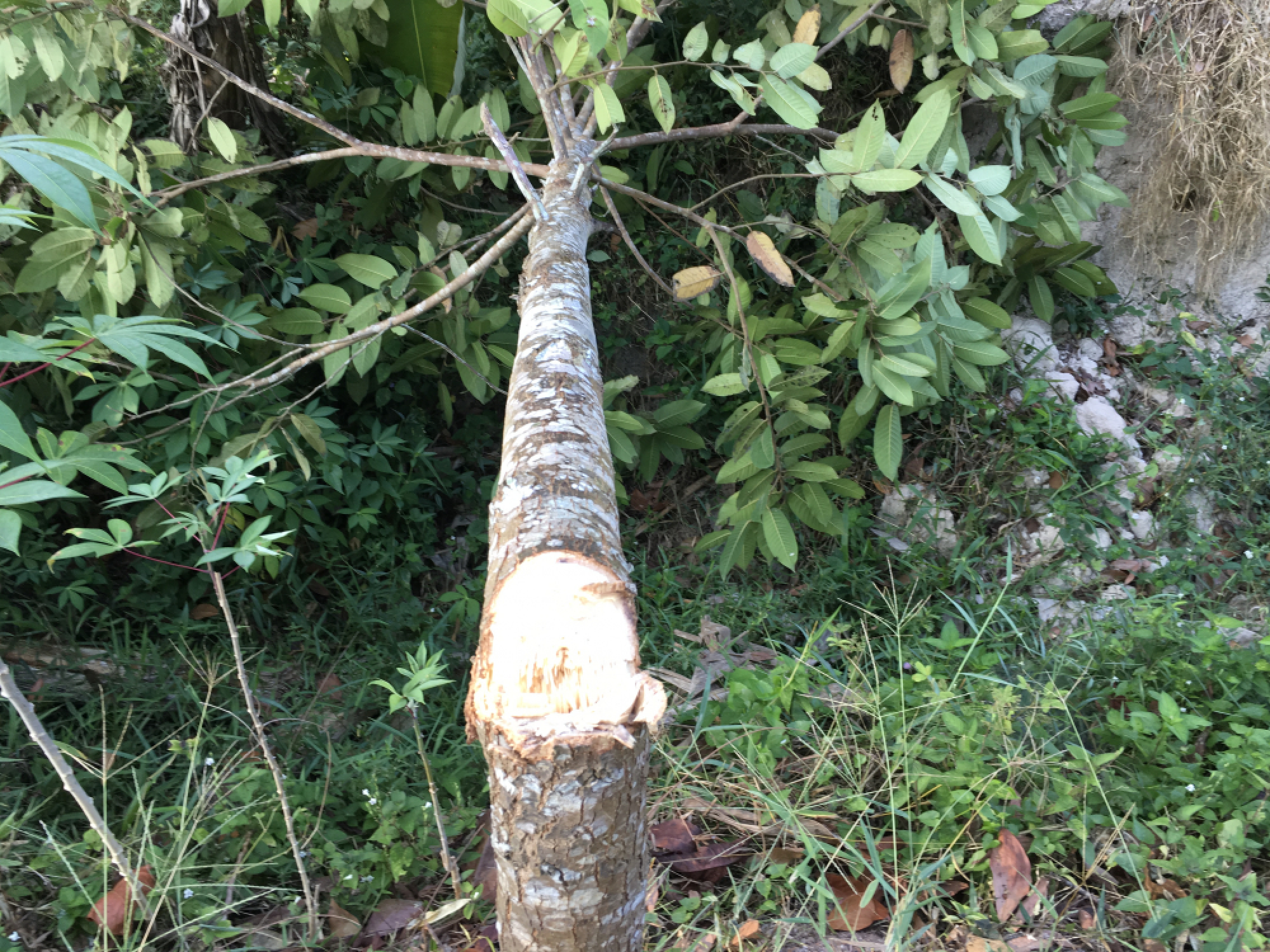 Trees honouring late king chopped down in Phatthalung