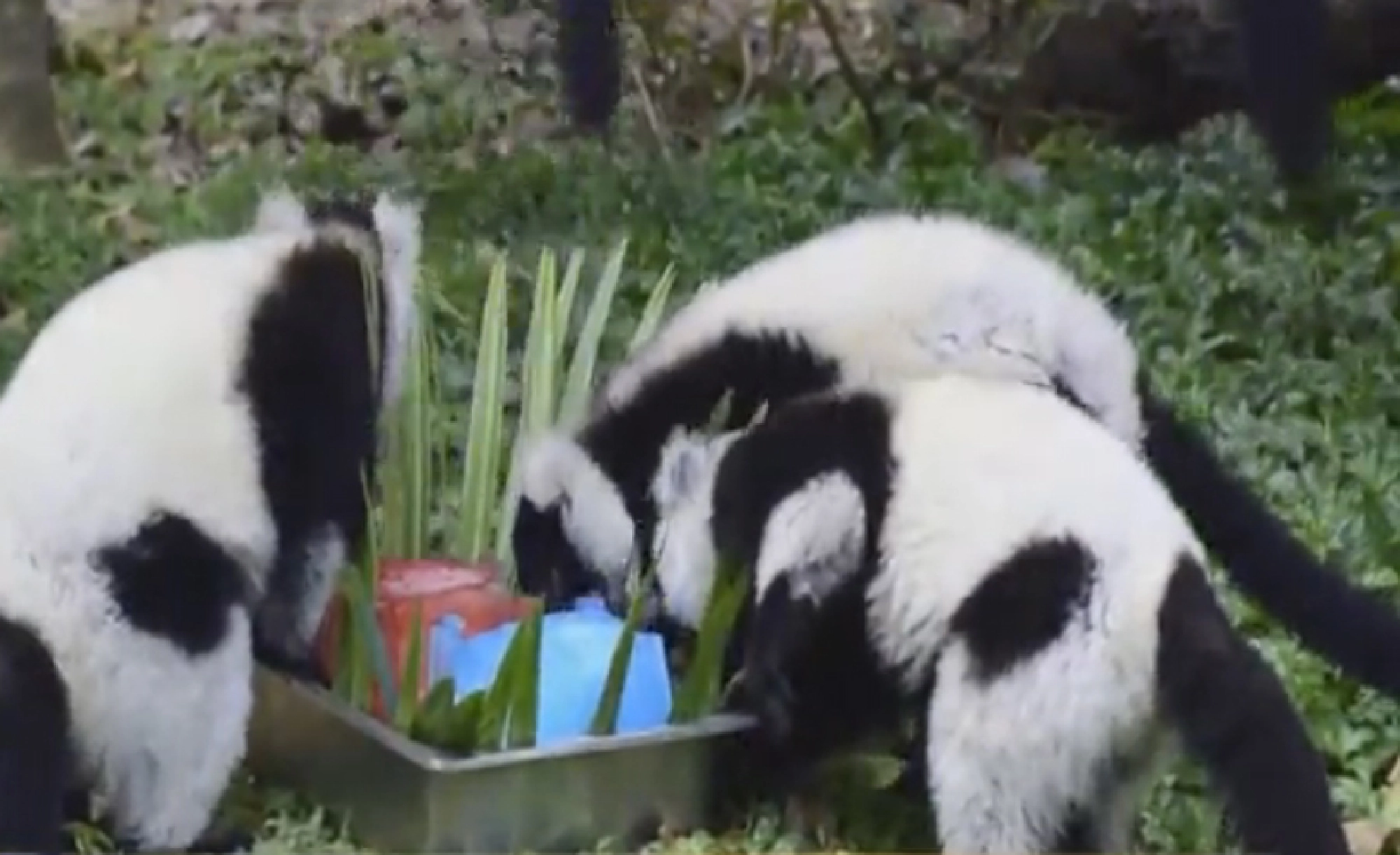 Zoo beasts keep cool with iced snacks, Bach